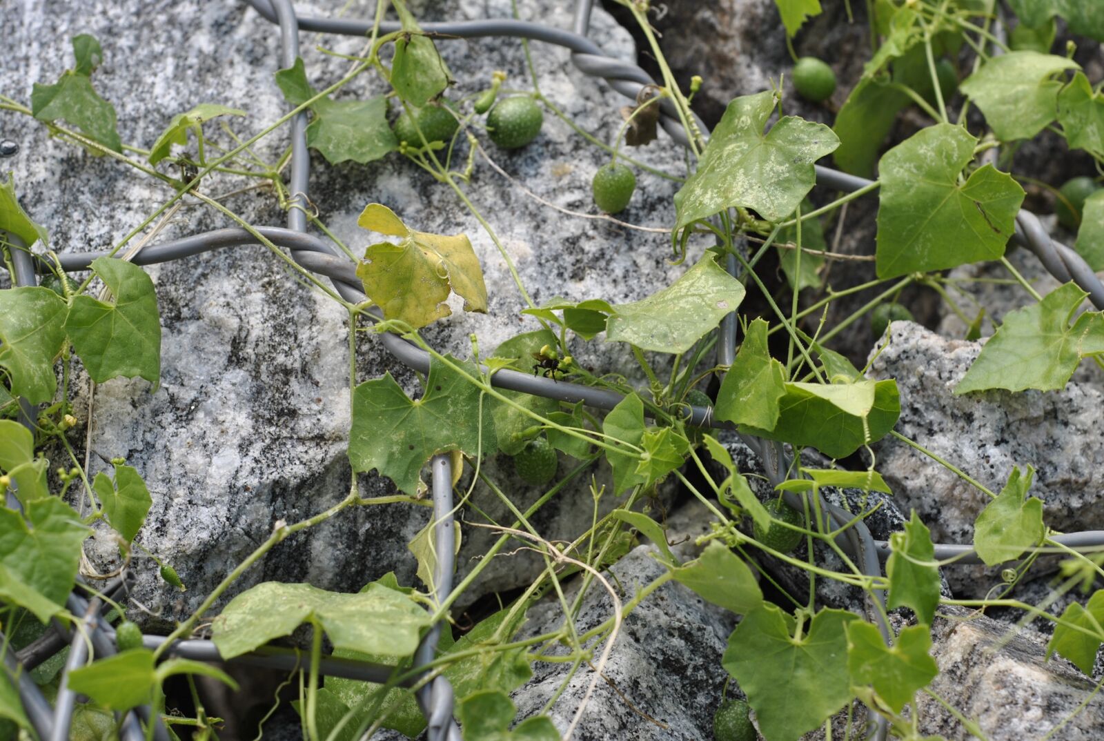 Nikon D3000 sample photo. Nature, plants, stone photography