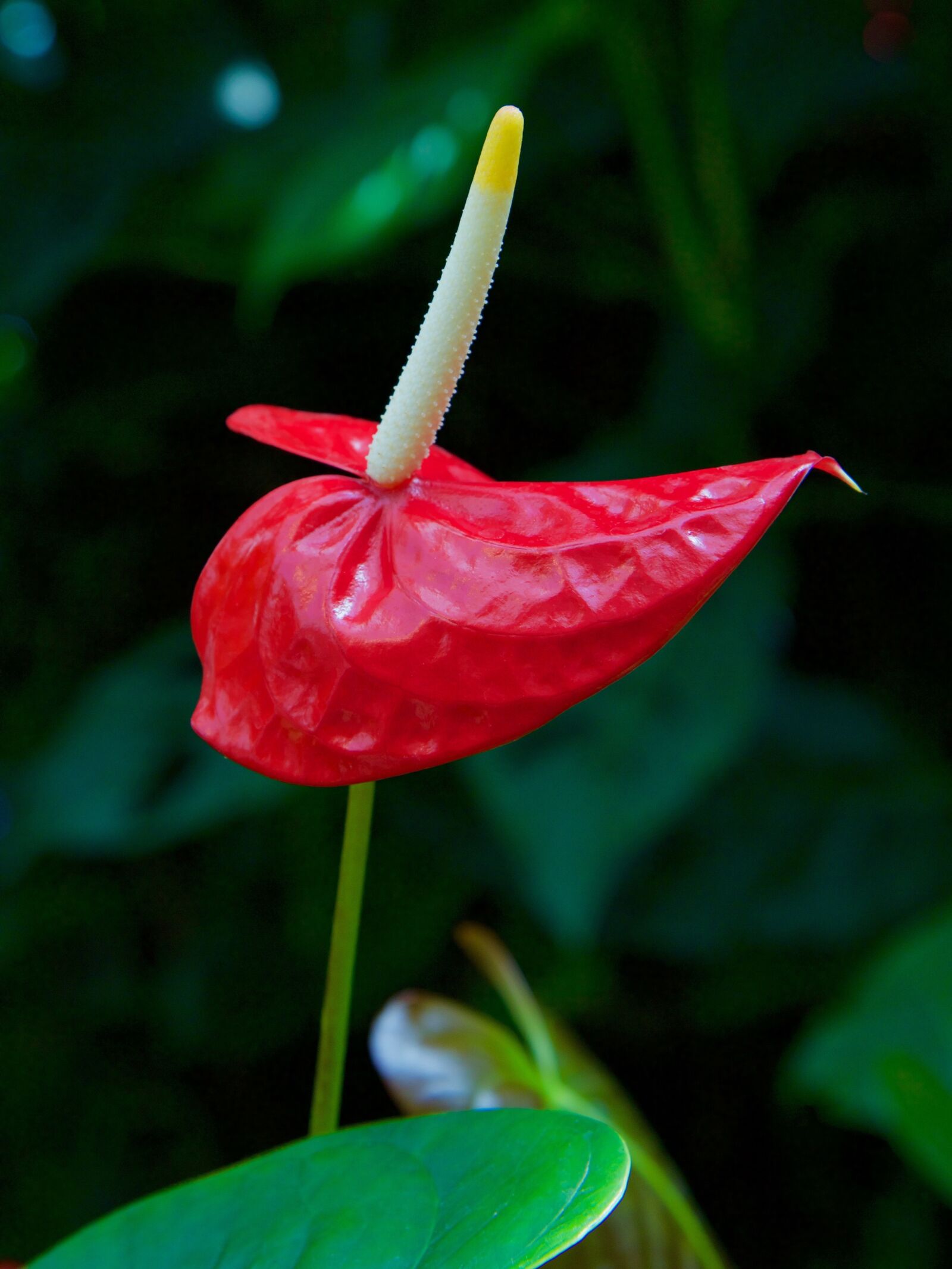Canon EOS 70D sample photo. Flower, blossom, bloom photography
