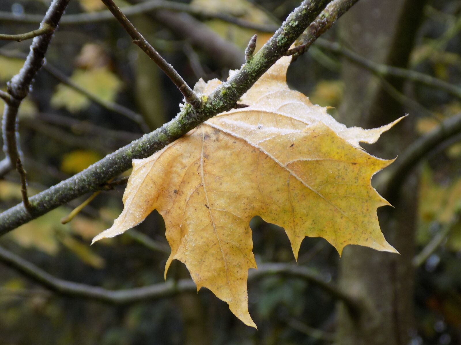 Nikon COOLPIX L340 sample photo. Maple, leaf, yellow photography