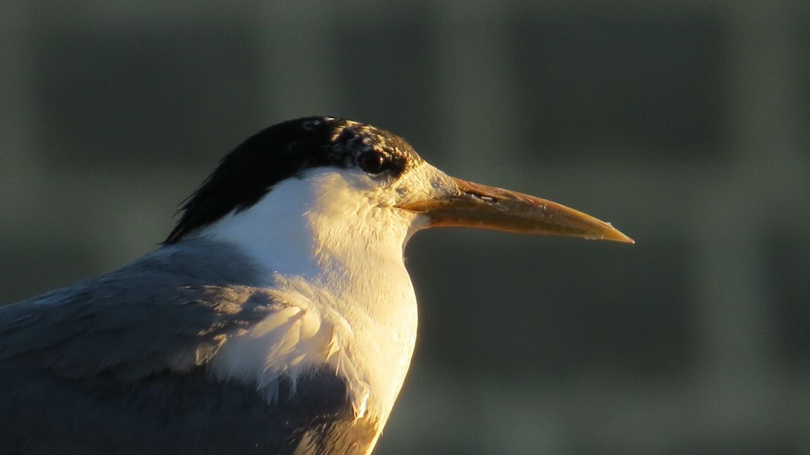 Canon PowerShot SX50 HS sample photo. Bird, nature, natural photography