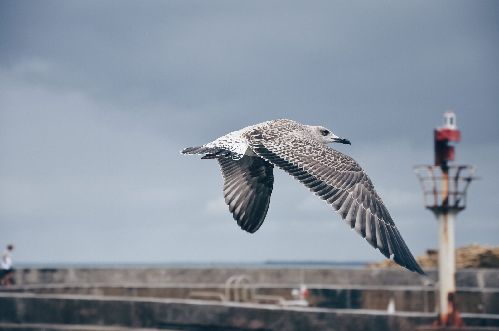 Nikon D5100 sample photo. Bird, animal, fly photography