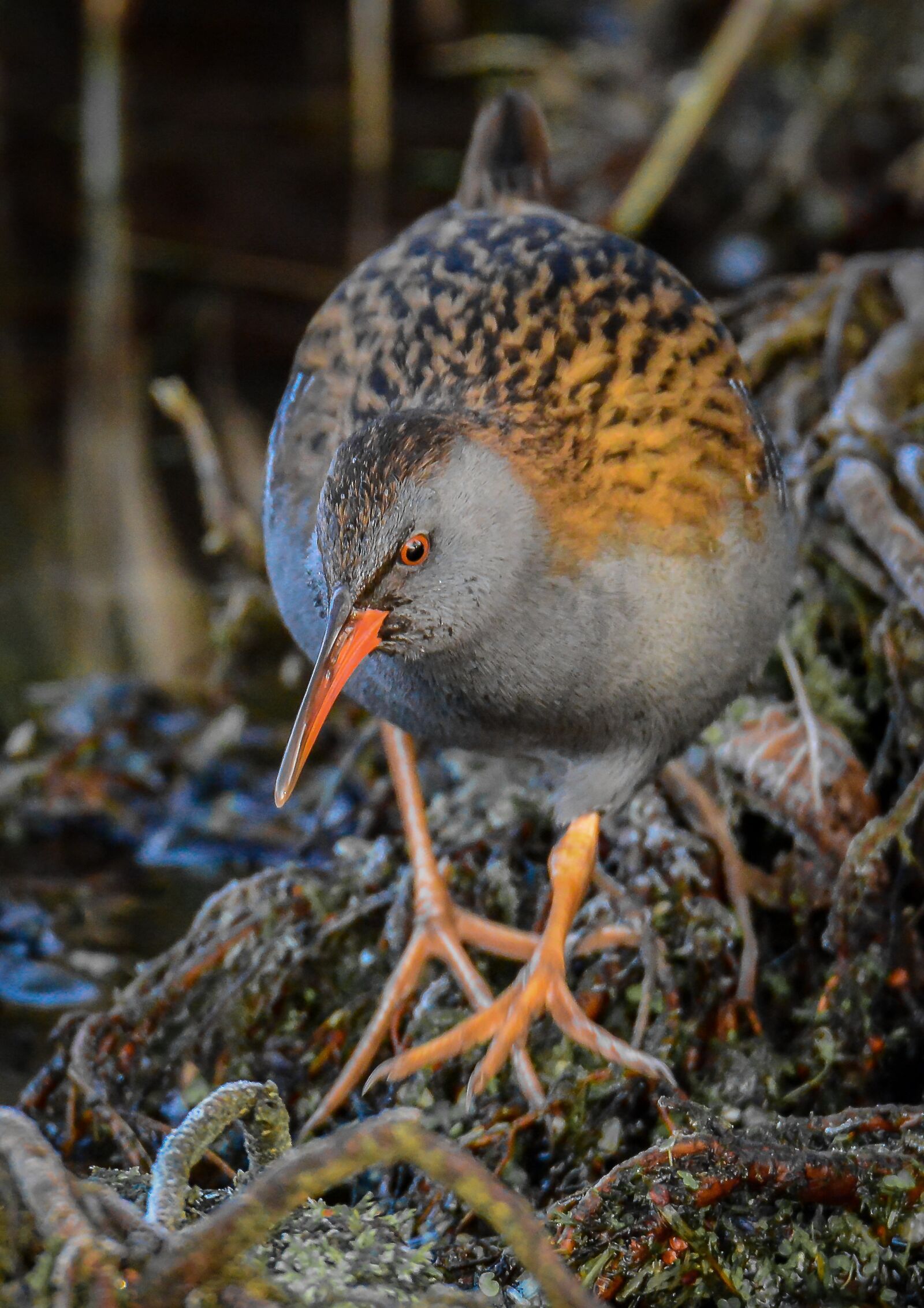 Tamron SP 150-600mm F5-6.3 Di VC USD sample photo. Wildlife, nature, bird photography