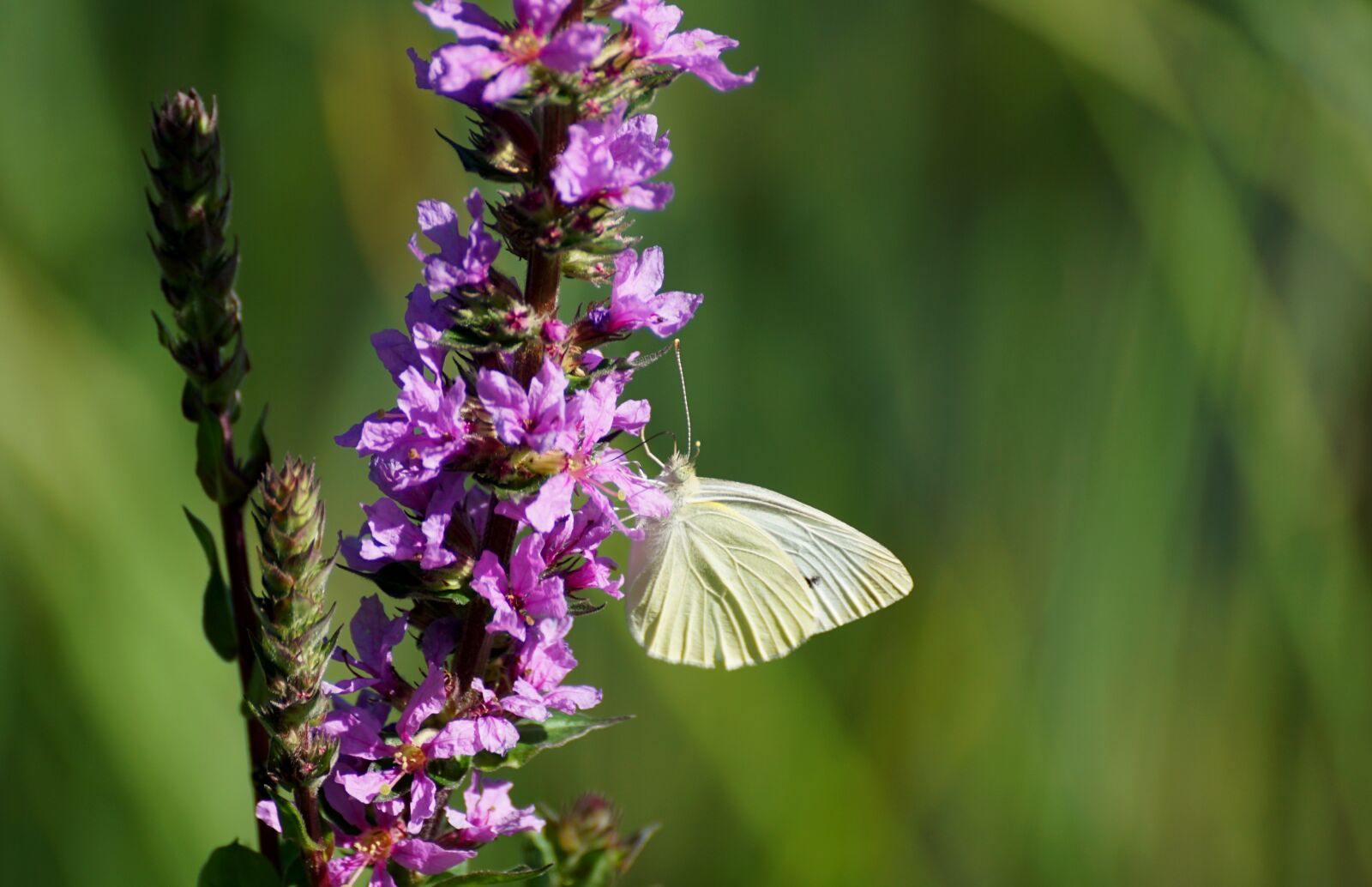 Sony DT 55-300mm F4.5-5.6 SAM sample photo. Weis sling, butterfly, close photography