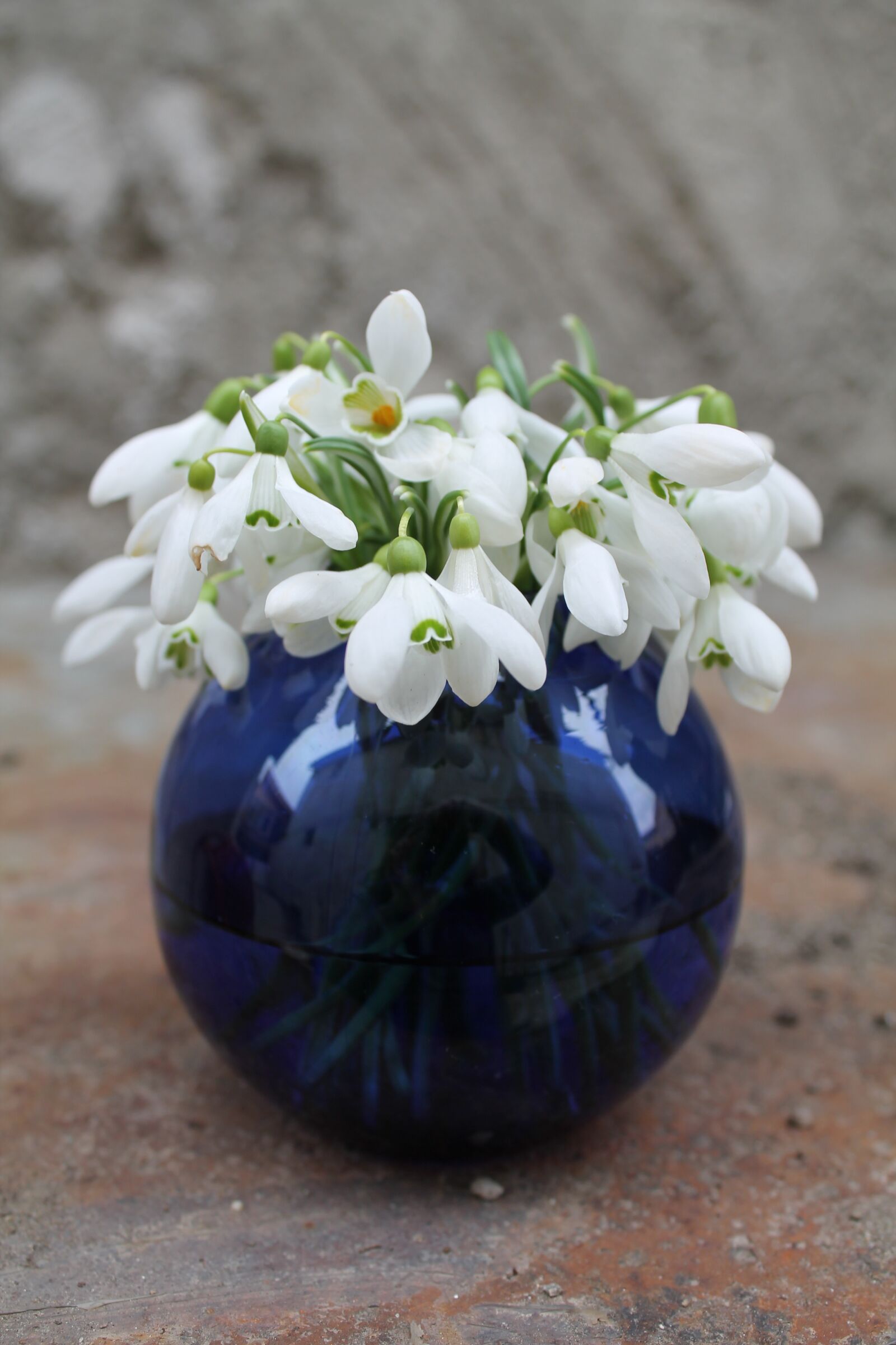 Canon EOS 1100D (EOS Rebel T3 / EOS Kiss X50) sample photo. Flowers, snowdrop, blue round photography