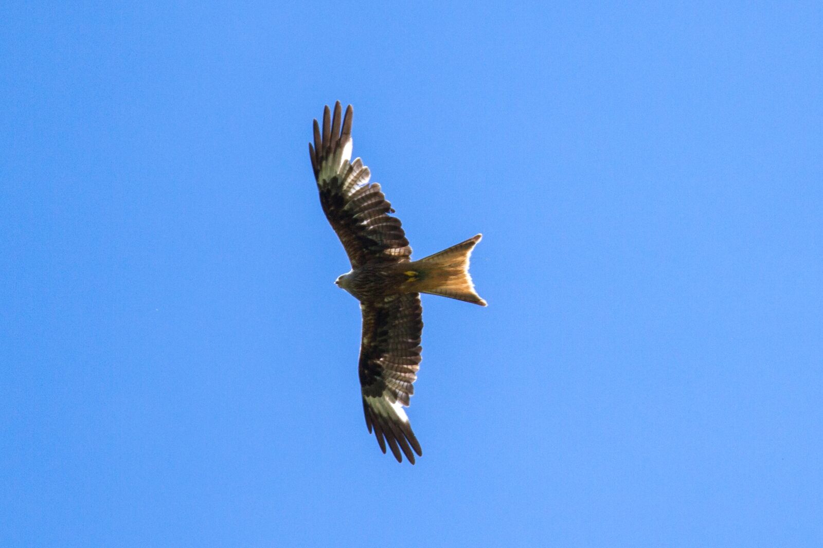 Canon EOS 7D sample photo. Milan, raptor, bird of photography
