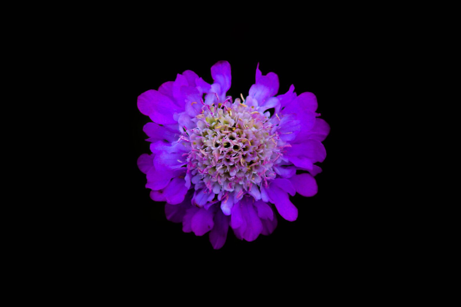Canon EOS 2000D (EOS Rebel T7 / EOS Kiss X90 / EOS 1500D) sample photo. Flower, black, nature photography