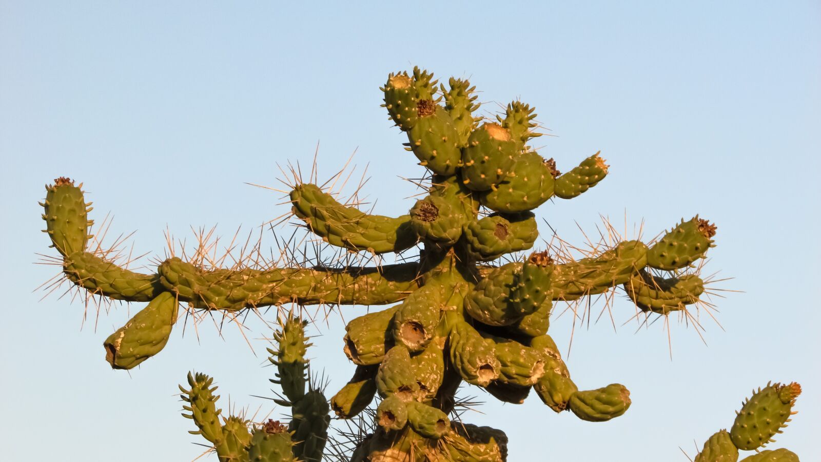 Canon PowerShot SX400 IS sample photo. Cactus, thorns, sharp photography