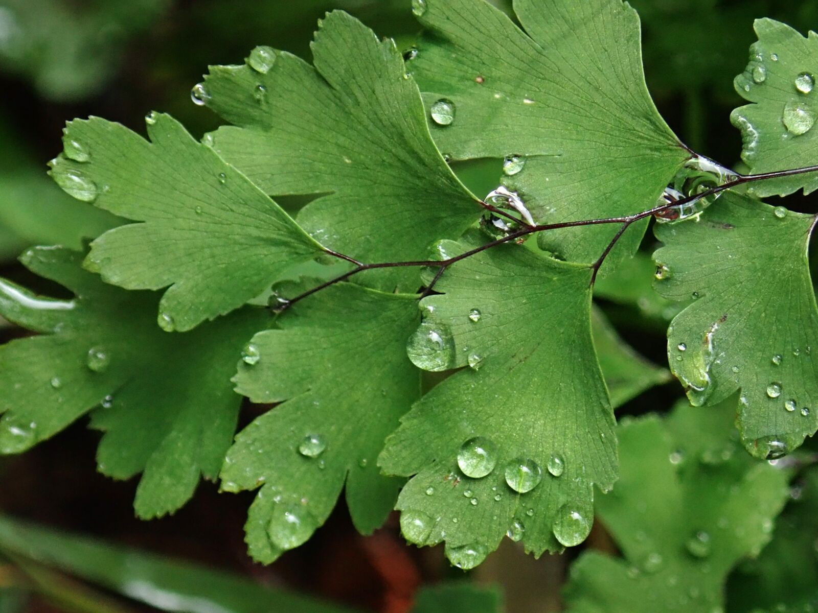 Olympus TG-5 sample photo. Fern, plant, maiden hair photography