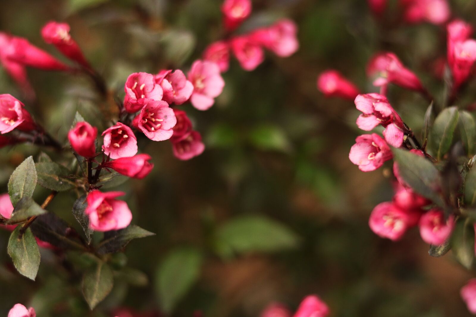 Canon EOS 760D (EOS Rebel T6s / EOS 8000D) sample photo. Flower, bush, red photography