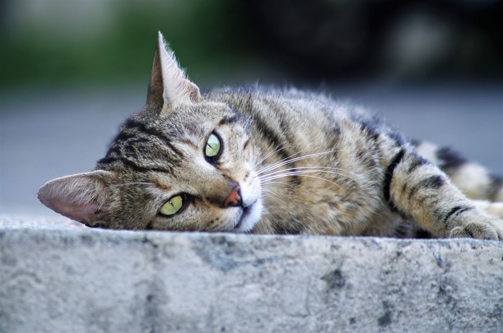 Pentax K-50 sample photo. Cat, cat european, calico photography