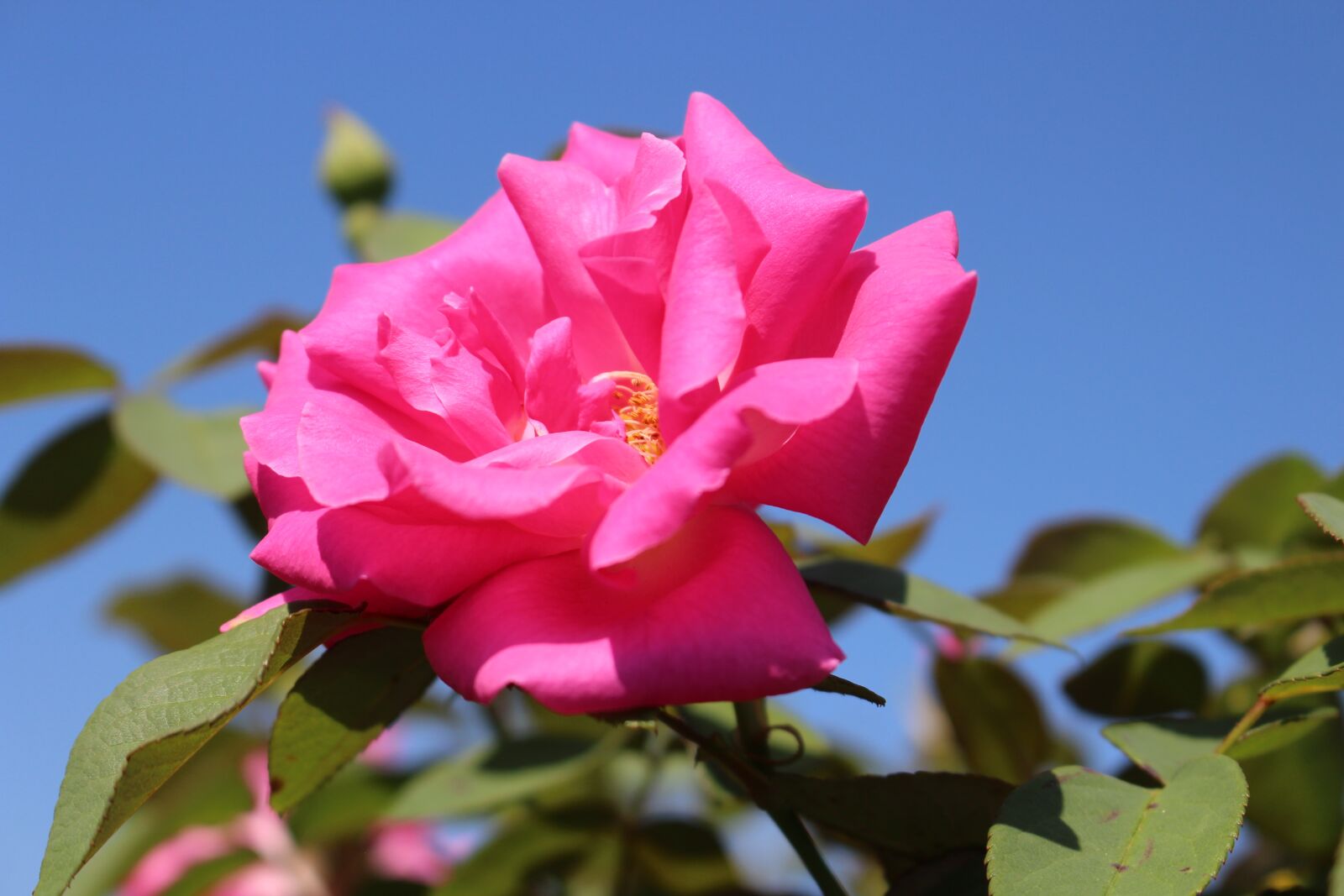 Canon EOS 700D (EOS Rebel T5i / EOS Kiss X7i) sample photo. Roses, rose, flowers photography