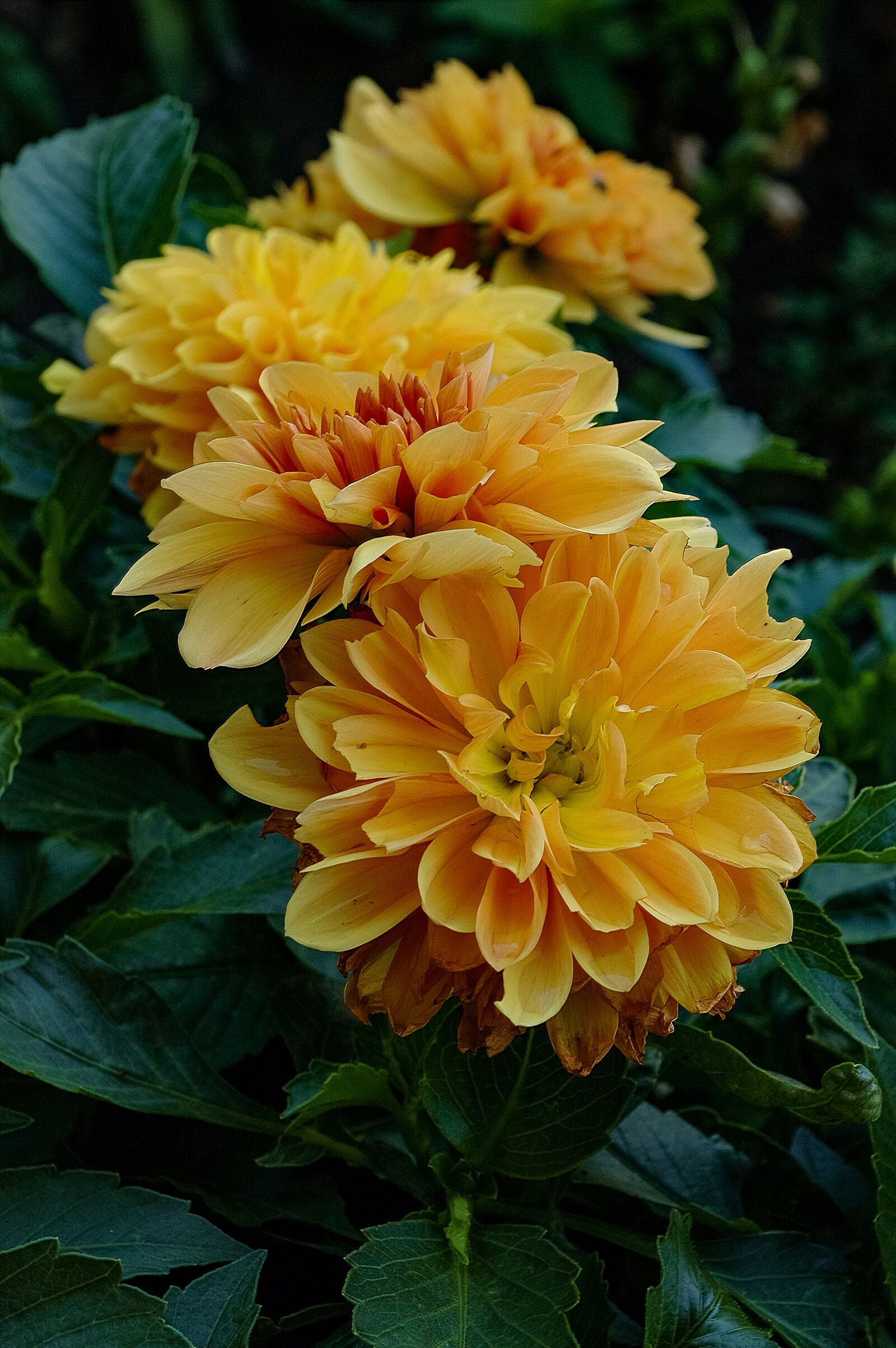 Samsung GX-20 sample photo. Flower, garden, nature photography