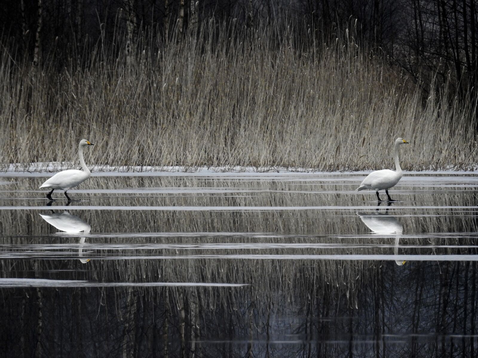 Nikon Coolpix P900 sample photo. Whooperswan, finland, nature photography
