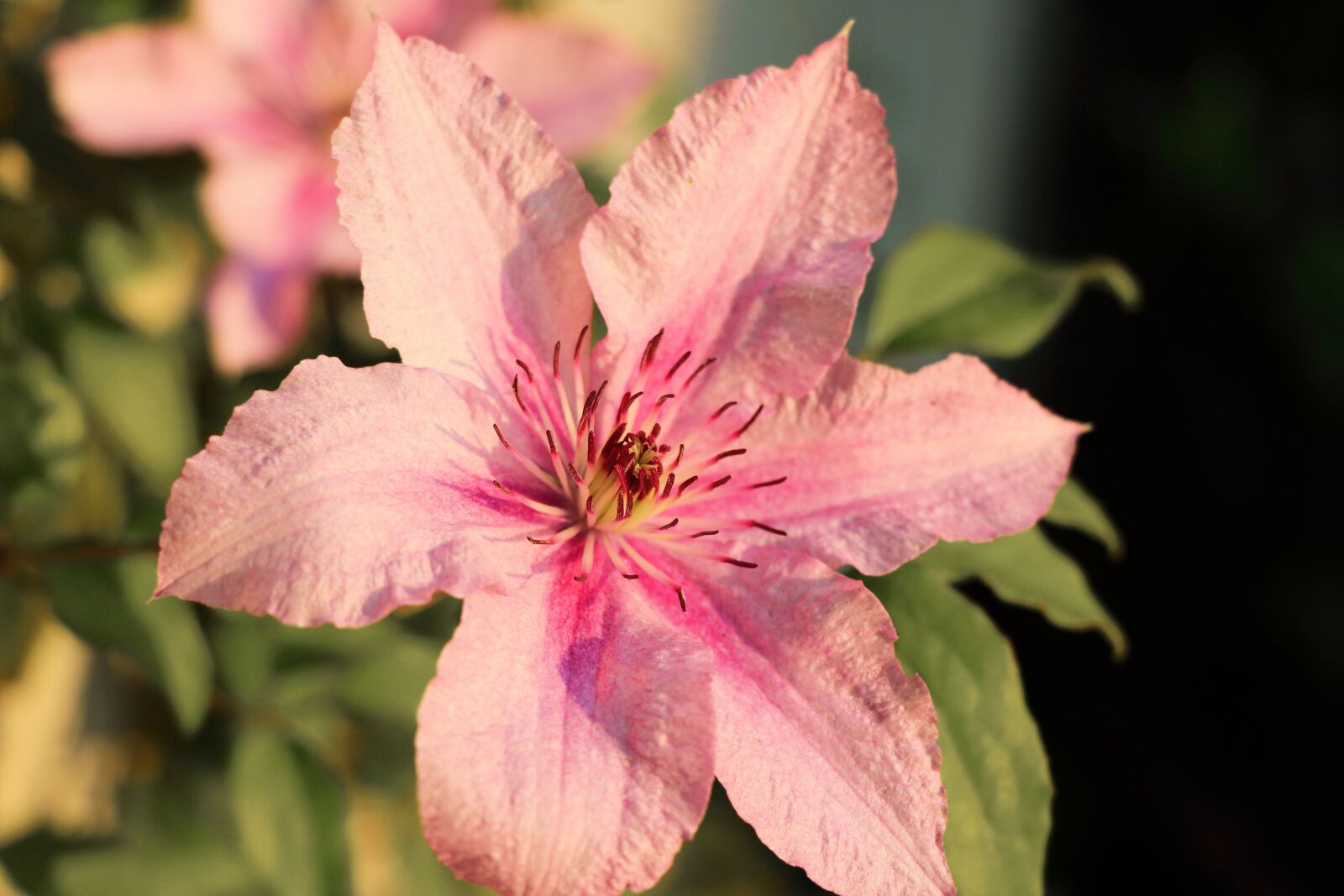 Canon EOS 750D (EOS Rebel T6i / EOS Kiss X8i) sample photo. Pink flower, blossom, bloom photography