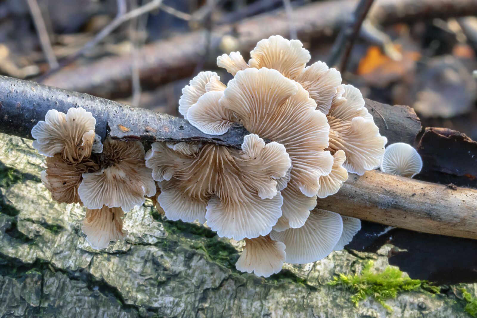 Canon EF 100mm F2.8L Macro IS USM sample photo. Oysterling, fungi, mushroom photography