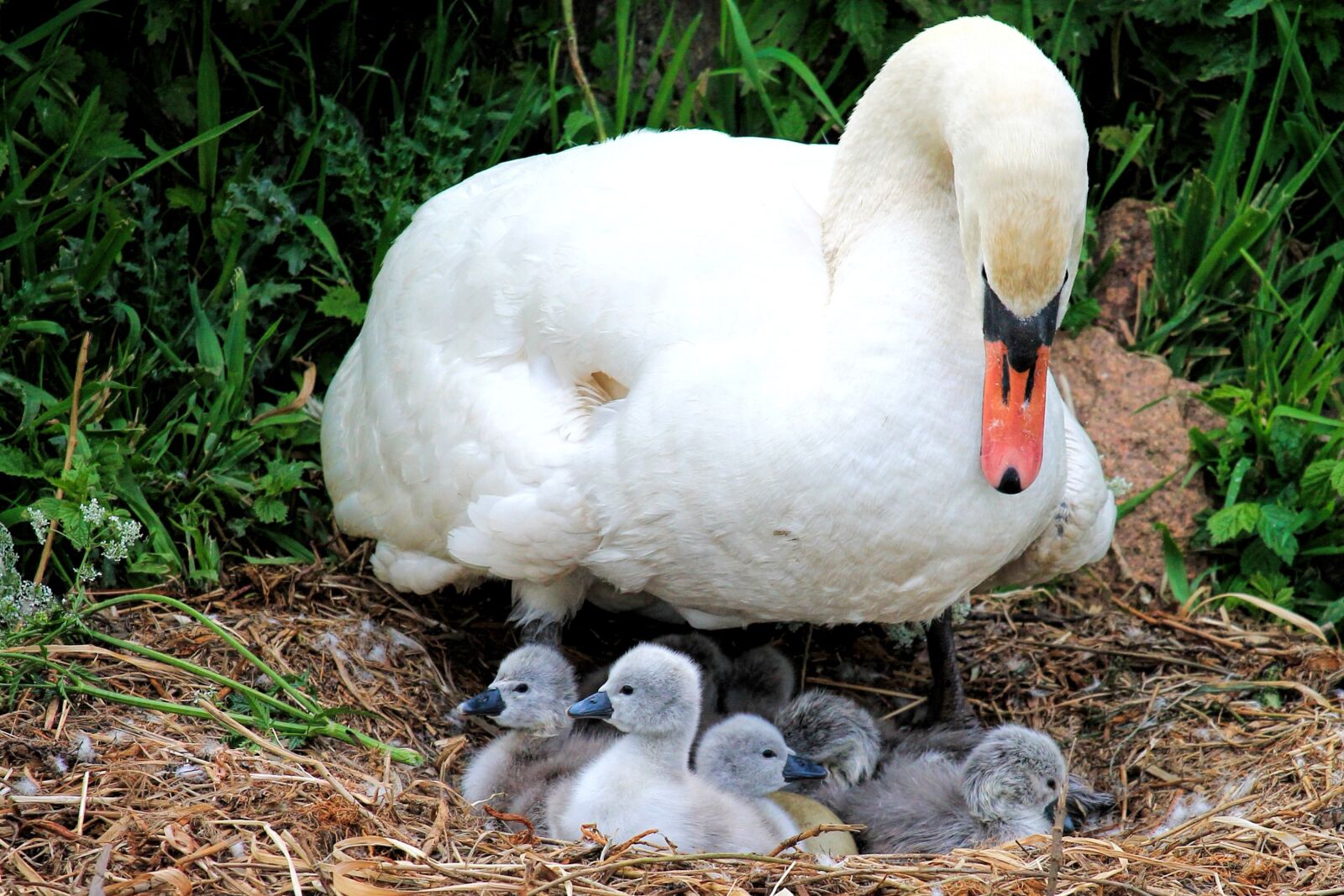 Canon EOS 1100D (EOS Rebel T3 / EOS Kiss X50) sample photo. Swan, chicken, swan k photography