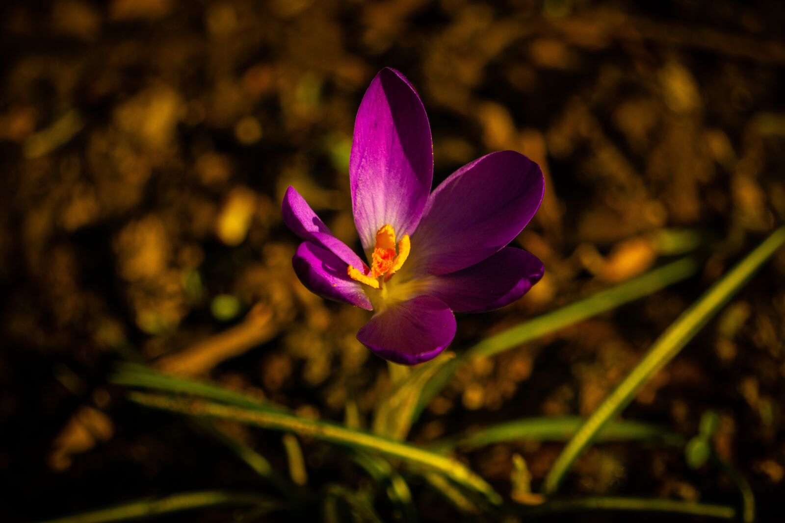 Sony E 55-210mm F4.5-6.3 OSS sample photo. Purple, flower, single photography