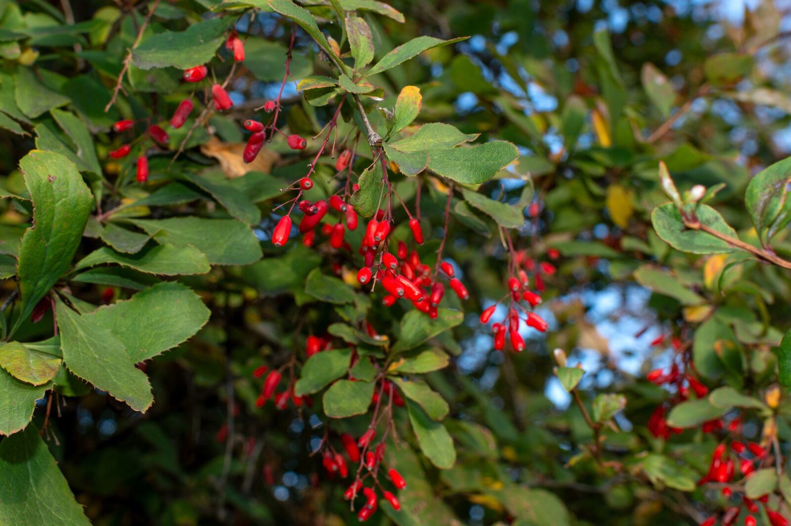 Nikon D3200 sample photo. Barberry, berry, harvest photography