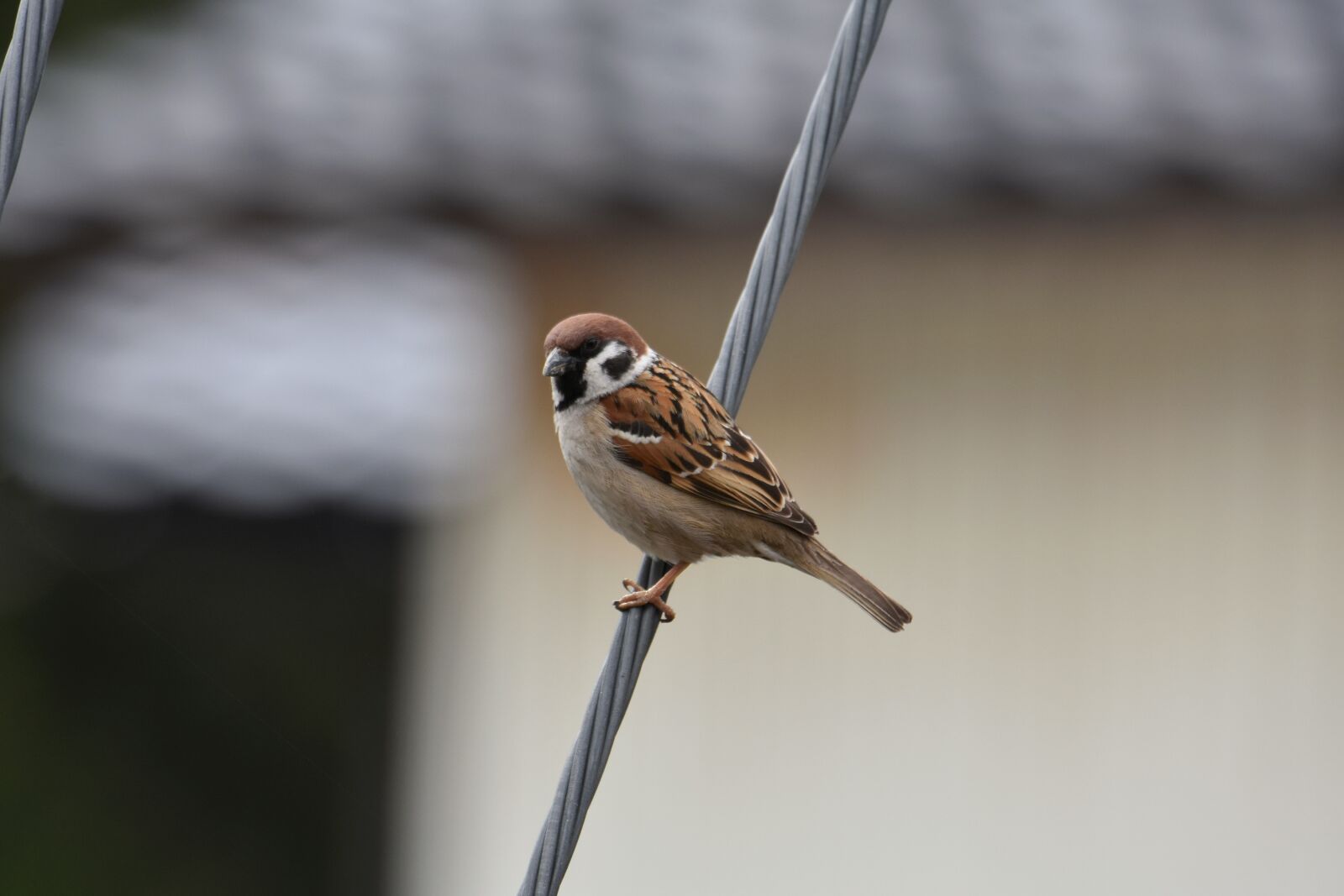 Nikon D7200 sample photo. Animal, bird, wild birds photography