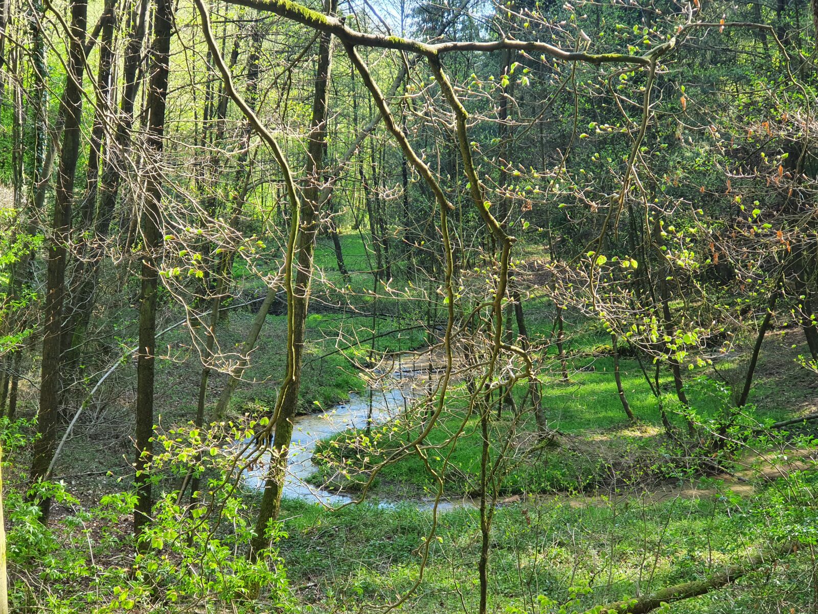 Samsung Galaxy S10 sample photo. Creek, green, bach photography