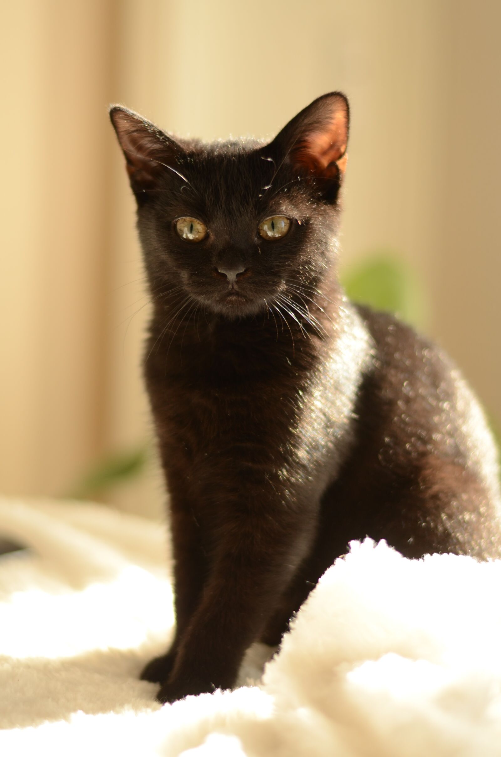 Nikon D5100 sample photo. Cat, kitten, kitty photography