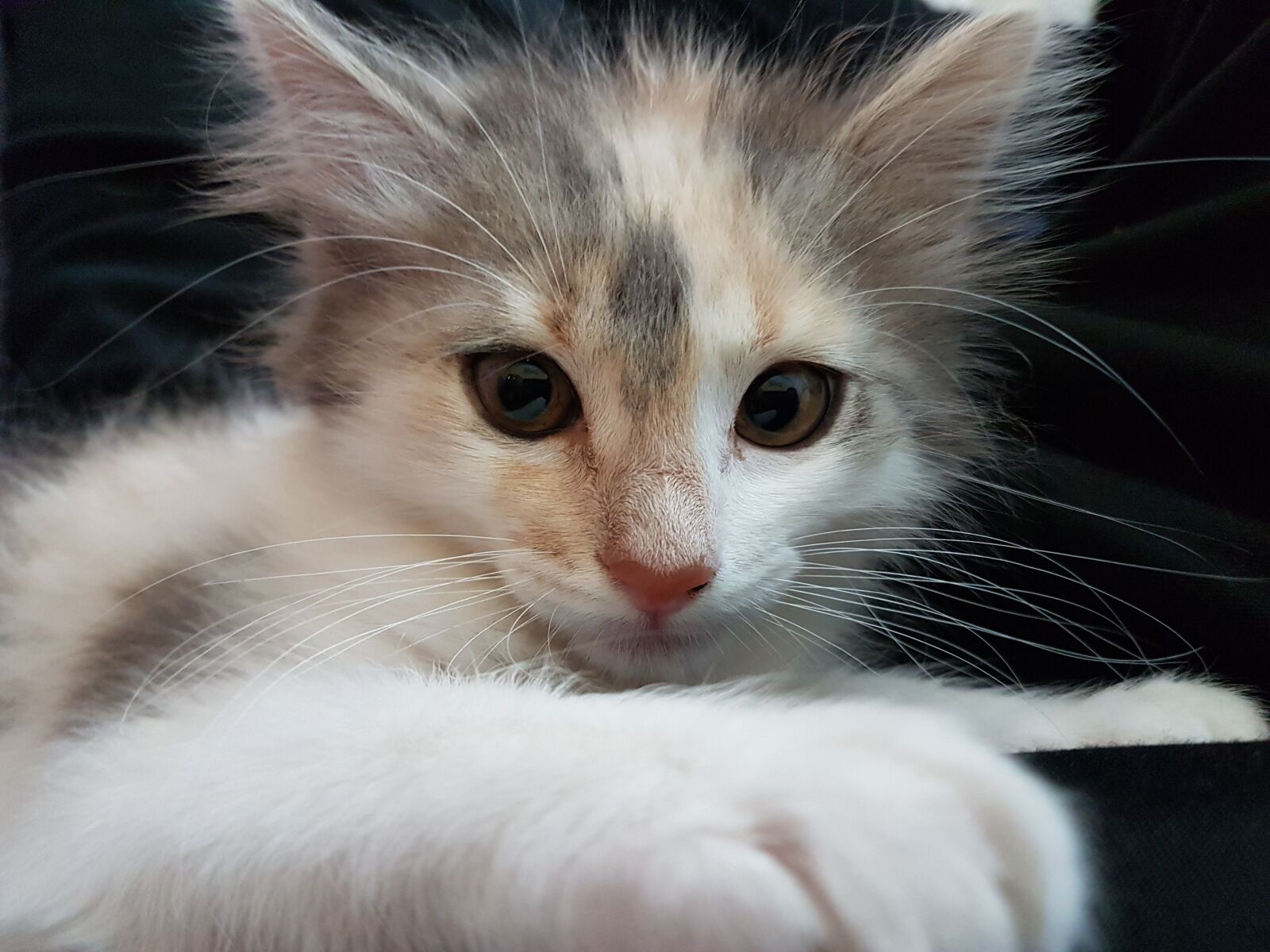 Samsung Galaxy S7 Edge sample photo. Cat, malai, pet photography
