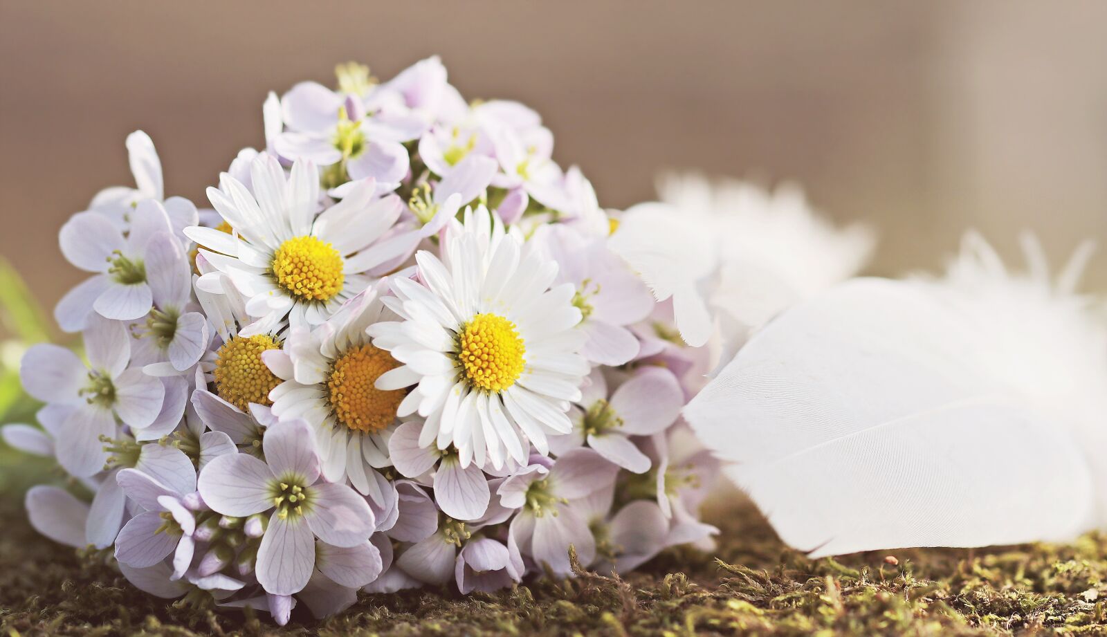 Canon EOS 80D sample photo. Wildflowers, daisy, feather photography