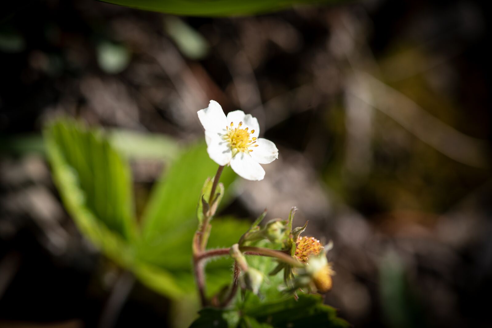Nikon D750 sample photo. Strawberry flower, blossom, bloom photography