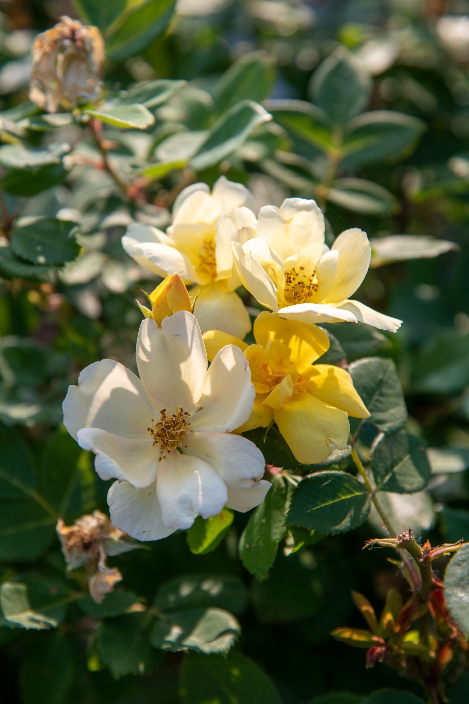 Nikon D850 sample photo. Yellow flower, white flower photography