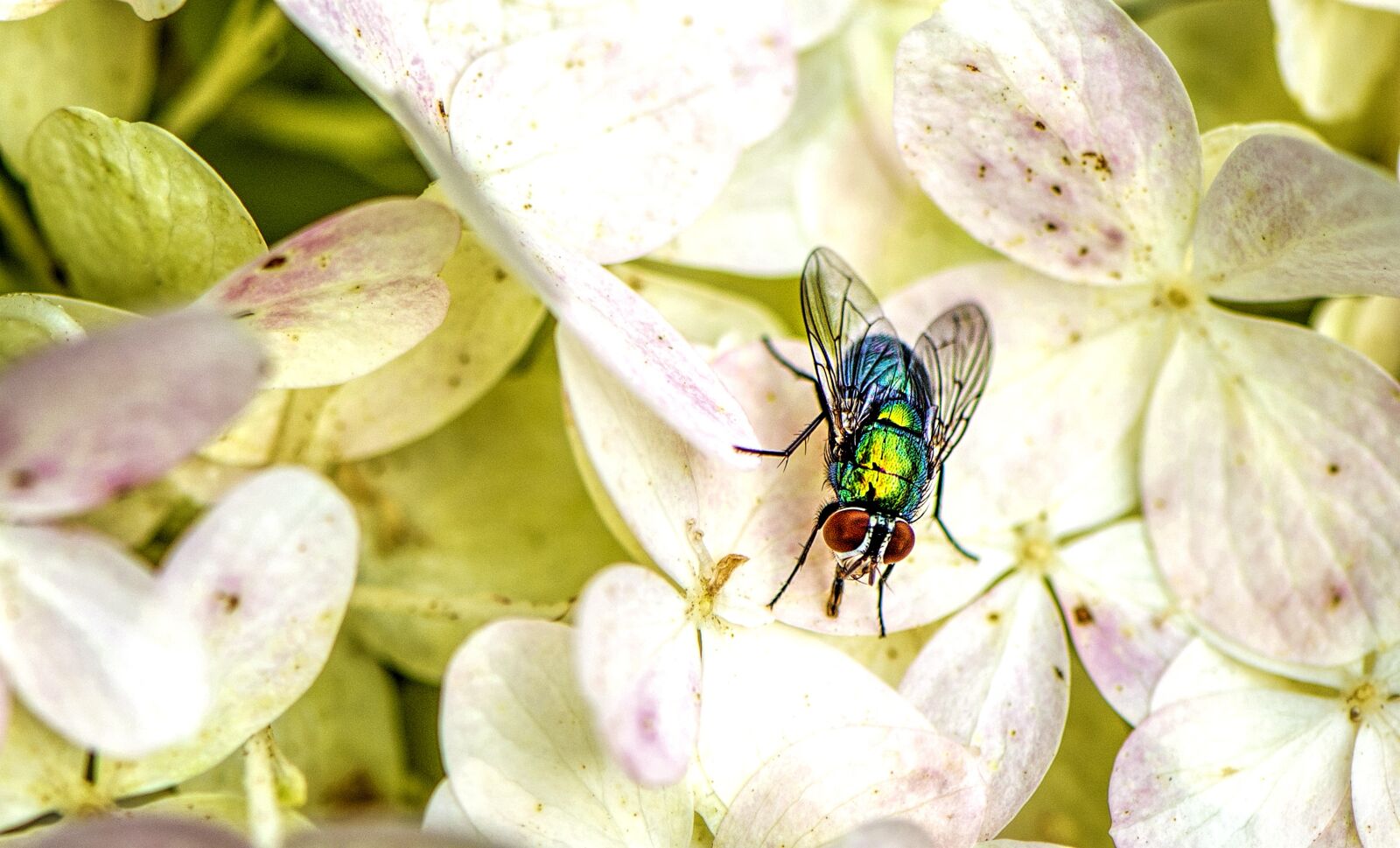 Nikon D610 sample photo. Fly, insect, wing photography