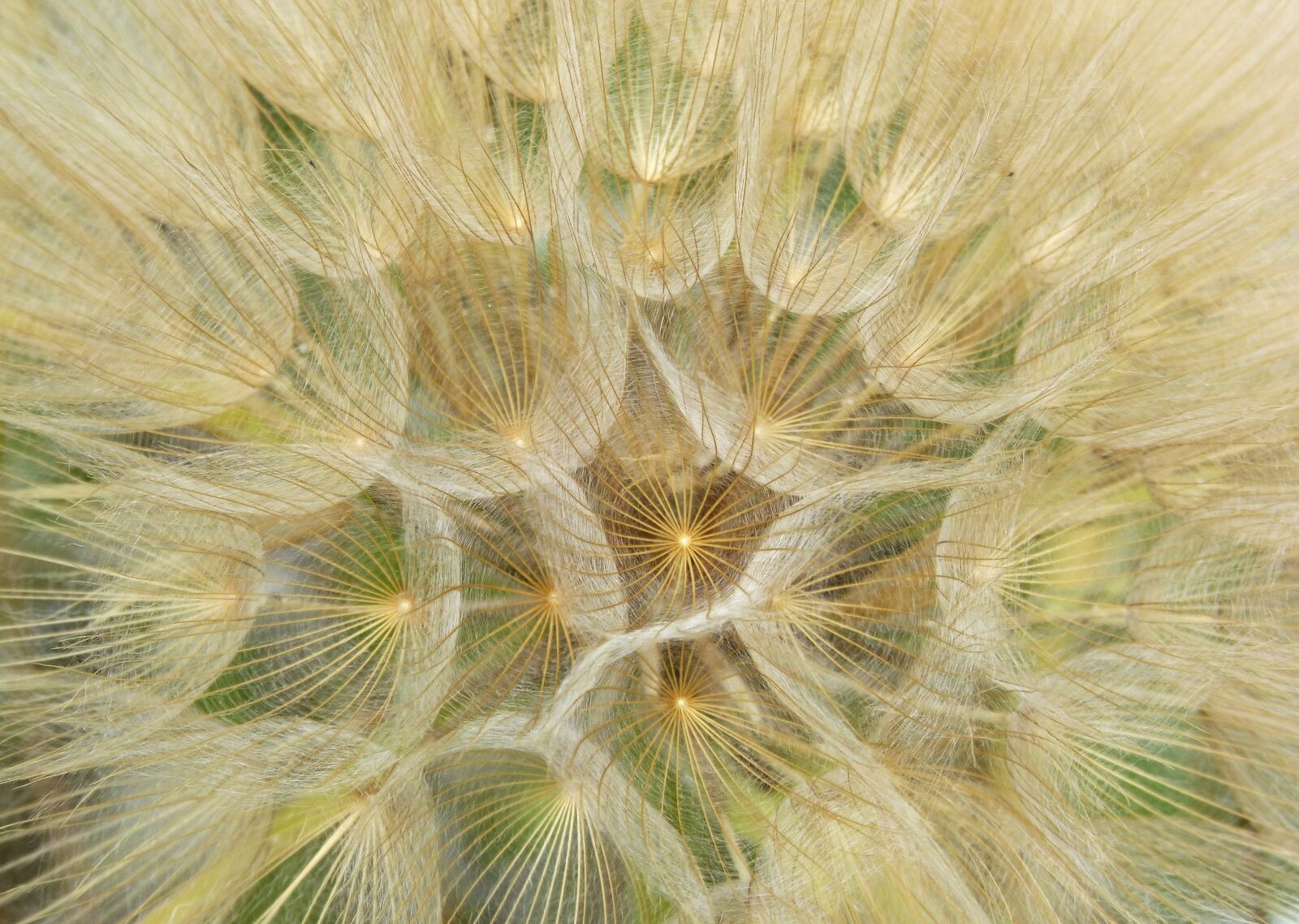 Panasonic DMC-FZ62 sample photo. Dandelion, plant architecture, seeds photography