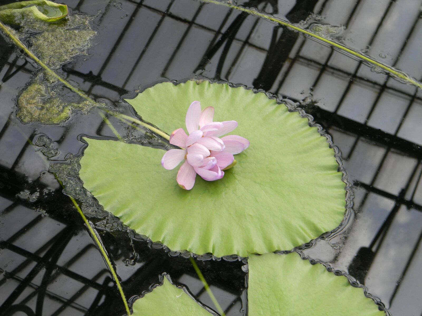 Nikon Coolpix L110 sample photo. Waterlily, floating flower, pink photography
