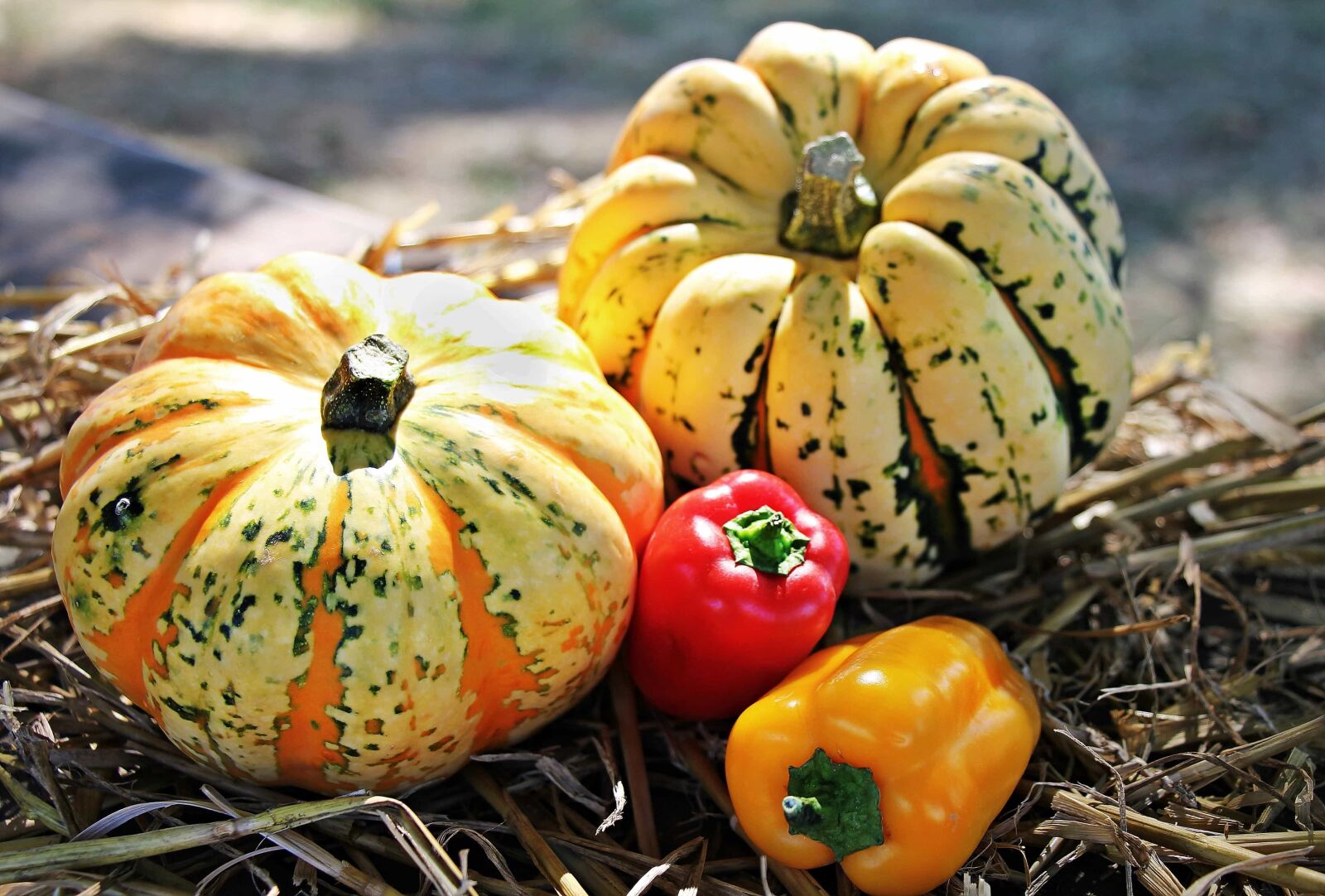 Canon EOS 550D (EOS Rebel T2i / EOS Kiss X4) sample photo. Pumpkin, halloween, food, vegetable photography