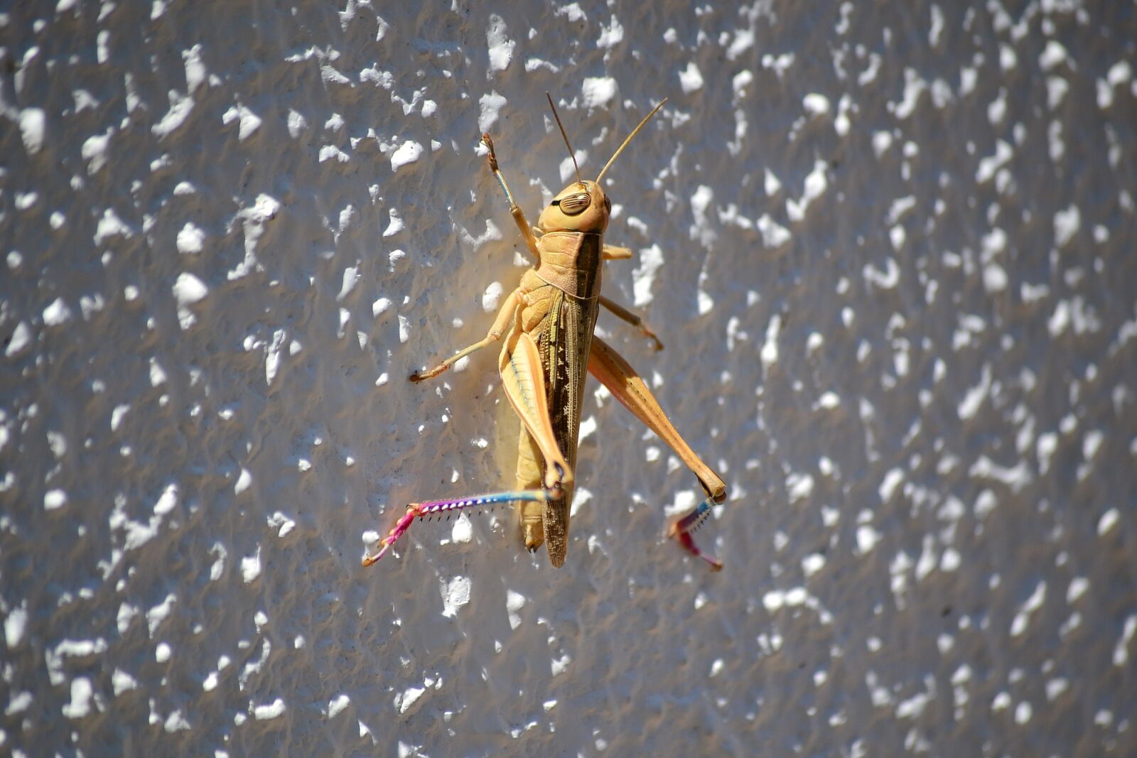 Nikon D3100 sample photo. Grasshopper, bugs, insect photography