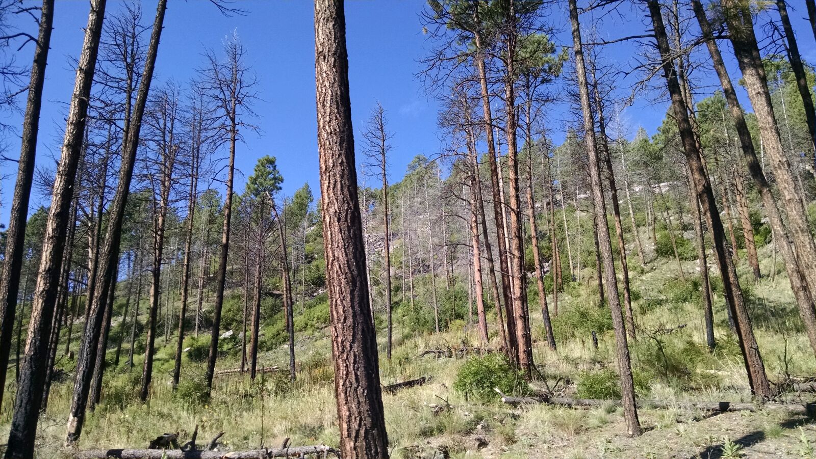 Motorola XT1080 sample photo