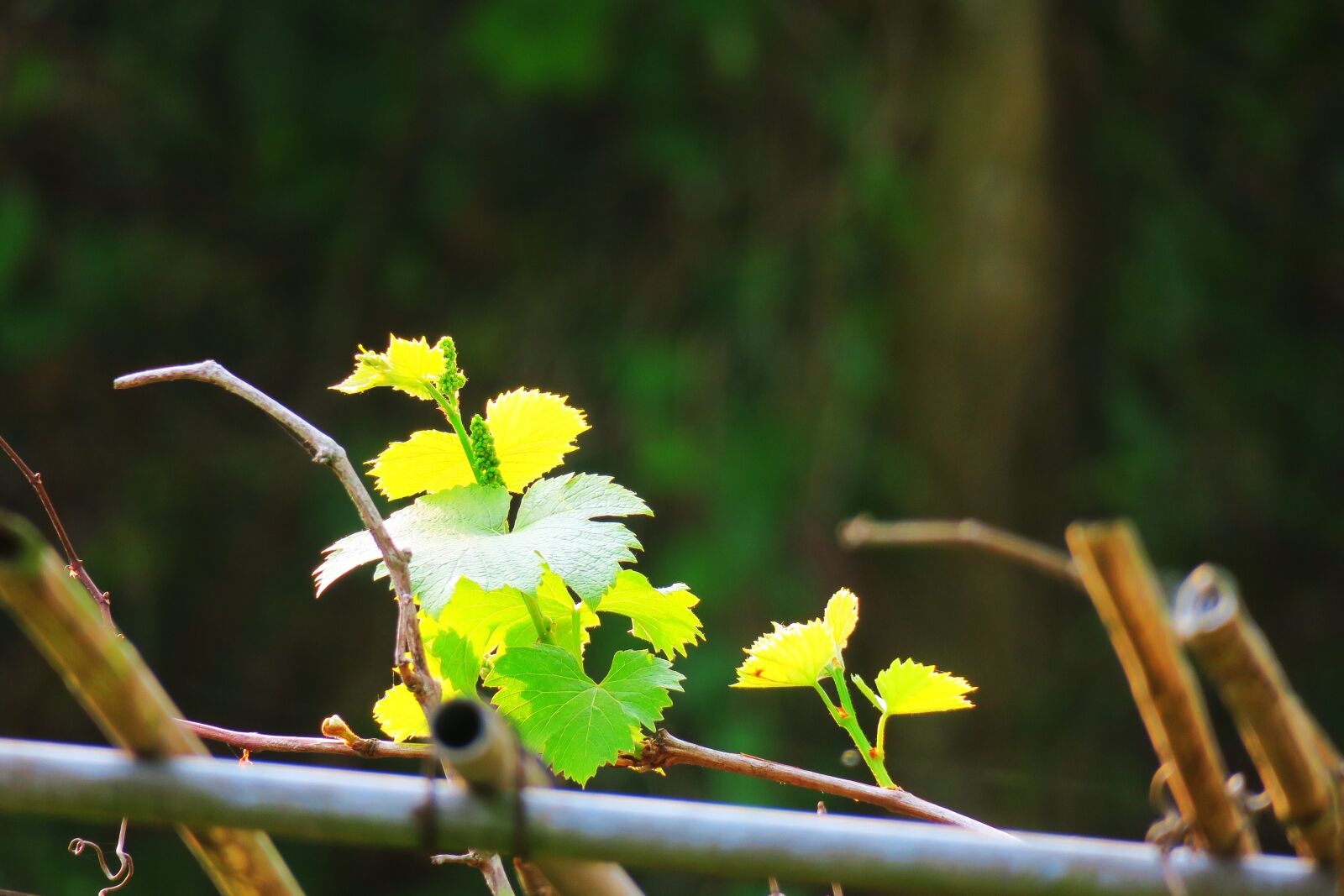 Canon PowerShot G3 X sample photo. Nature, leaf, plant photography