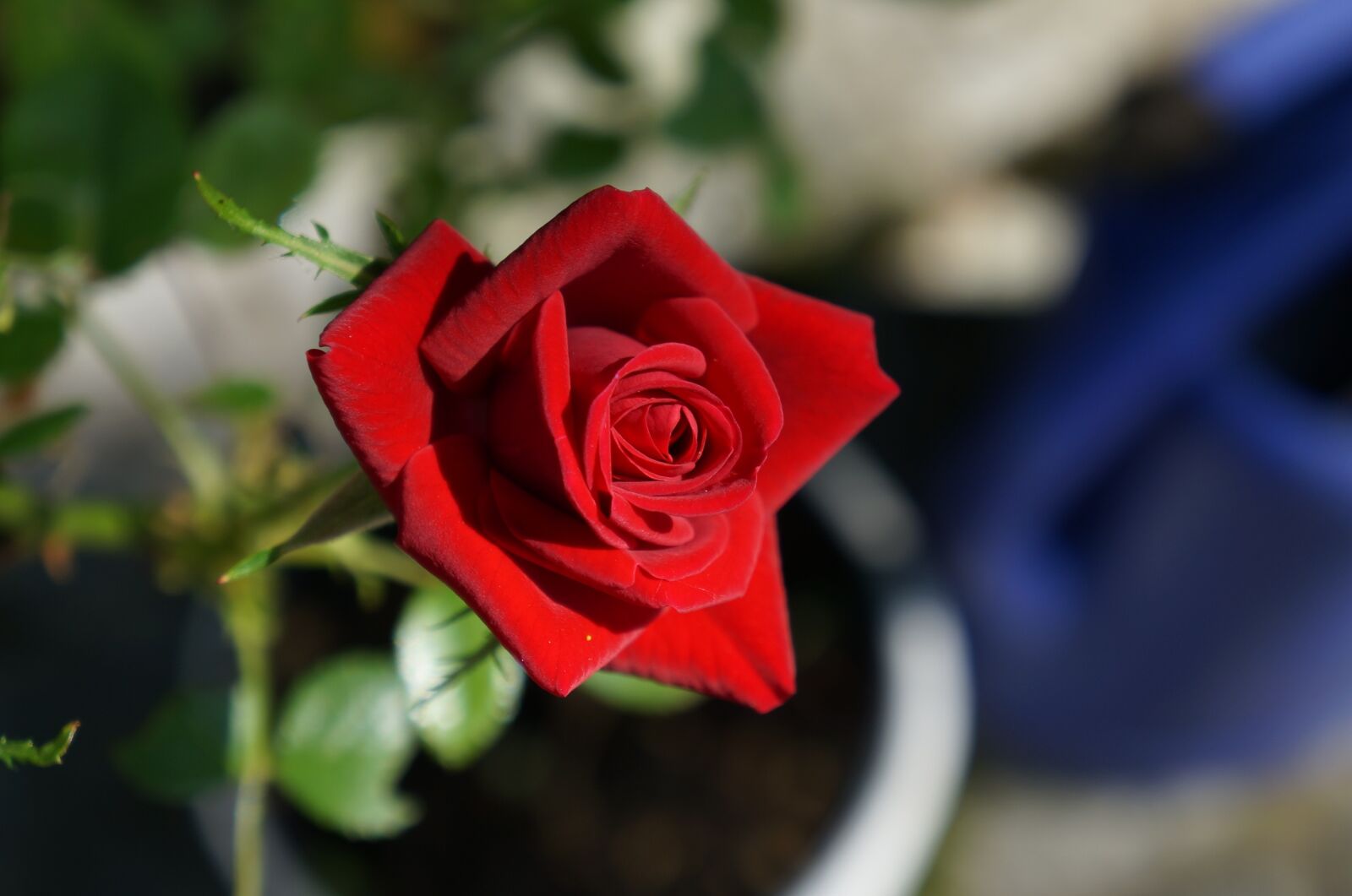 Sony Alpha NEX-5R + Sony E 18-55mm F3.5-5.6 OSS sample photo. Flower, rose, nature photography