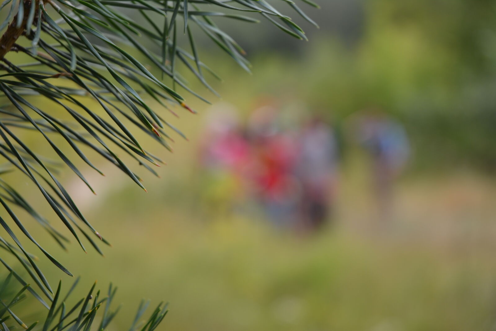 Nikon D7100 sample photo. Camp, coniferous, forest, forest photography