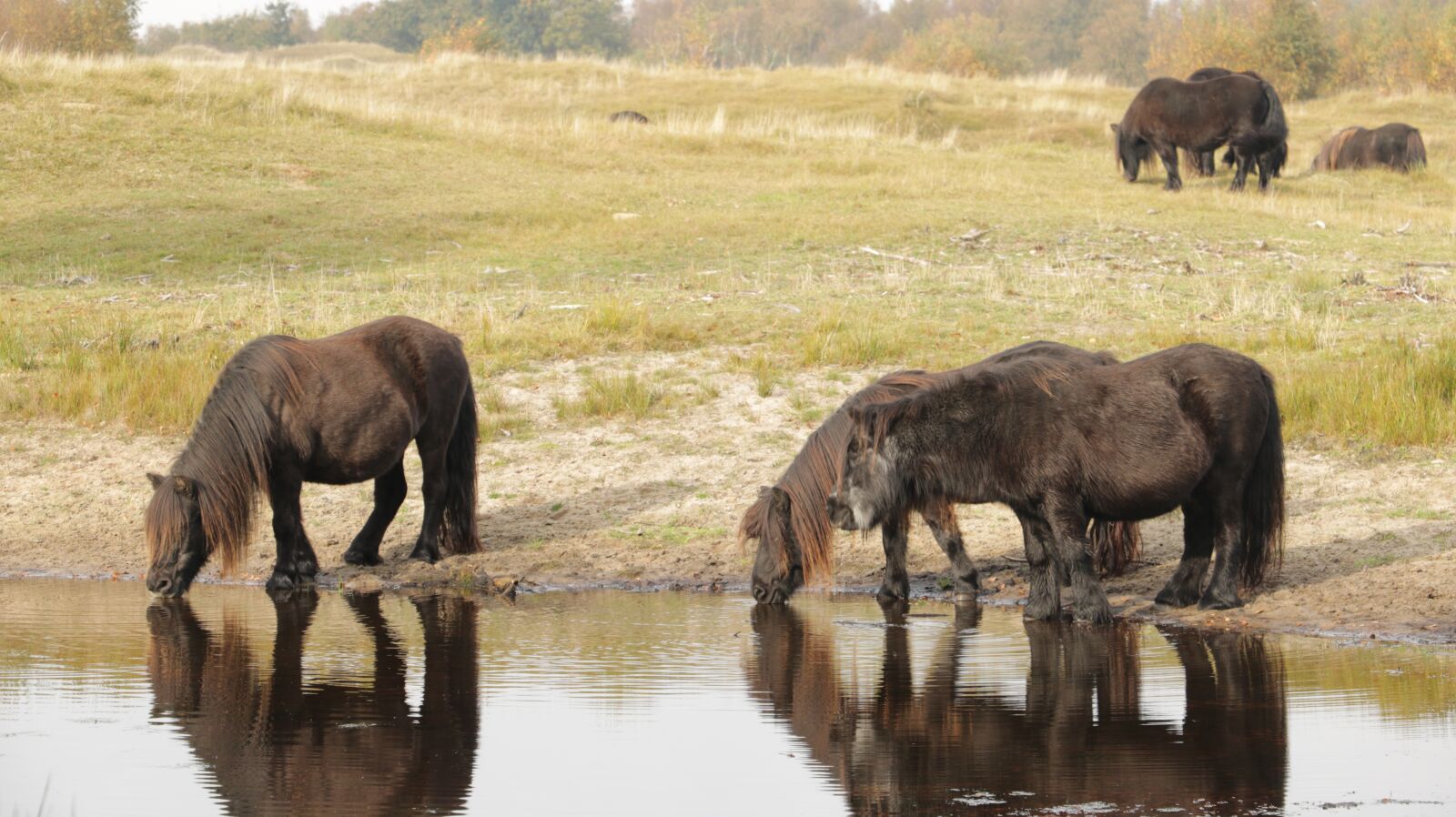 Canon EOS 750D (EOS Rebel T6i / EOS Kiss X8i) sample photo. Horse, horses, nature photography