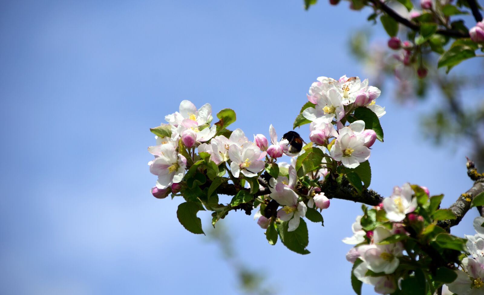 Nikon D3300 sample photo. Branch, apple blossoms, apple photography
