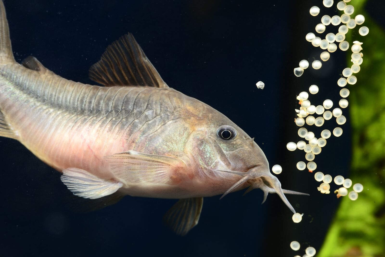 Nikon D3100 sample photo. Spawning of corydoras, corydora photography