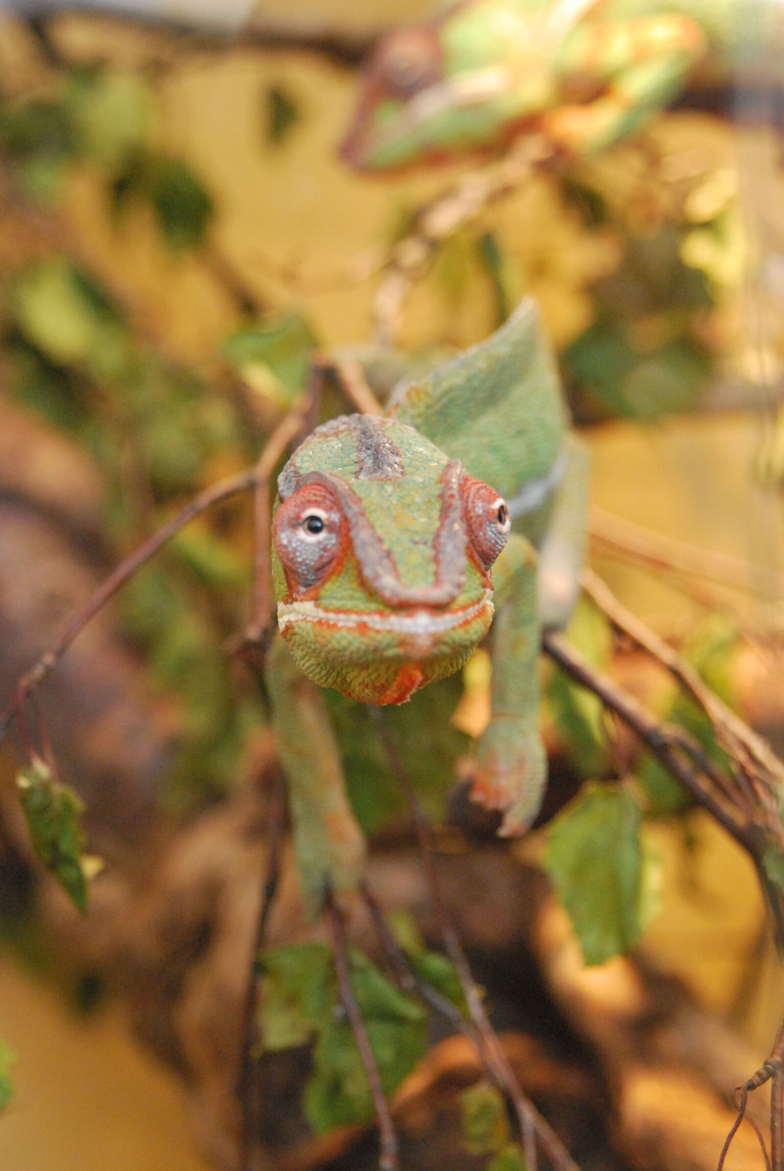 Nikon D60 sample photo. Chameleon, animal, green photography
