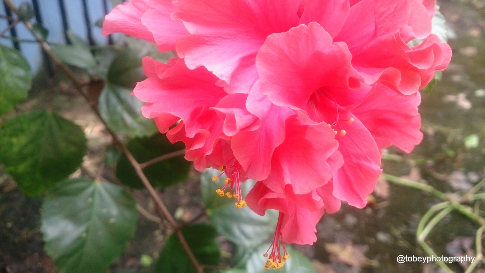 Sony Xperia Z sample photo