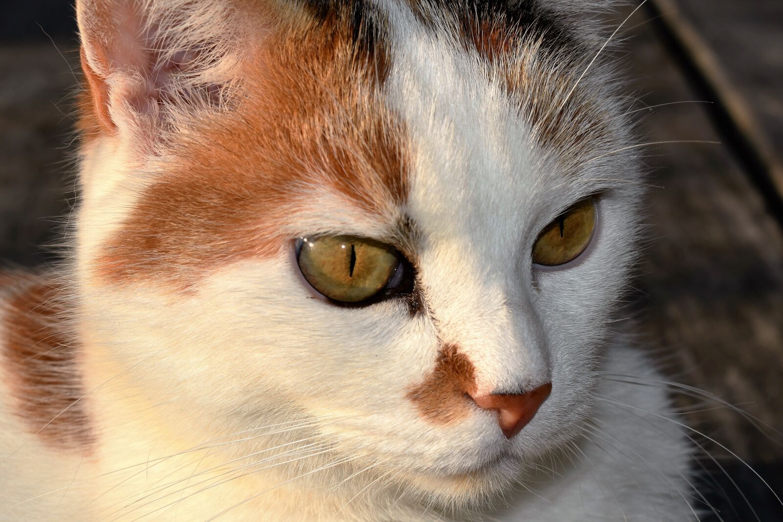 Nikon D5500 sample photo. Cat, white, animal photography