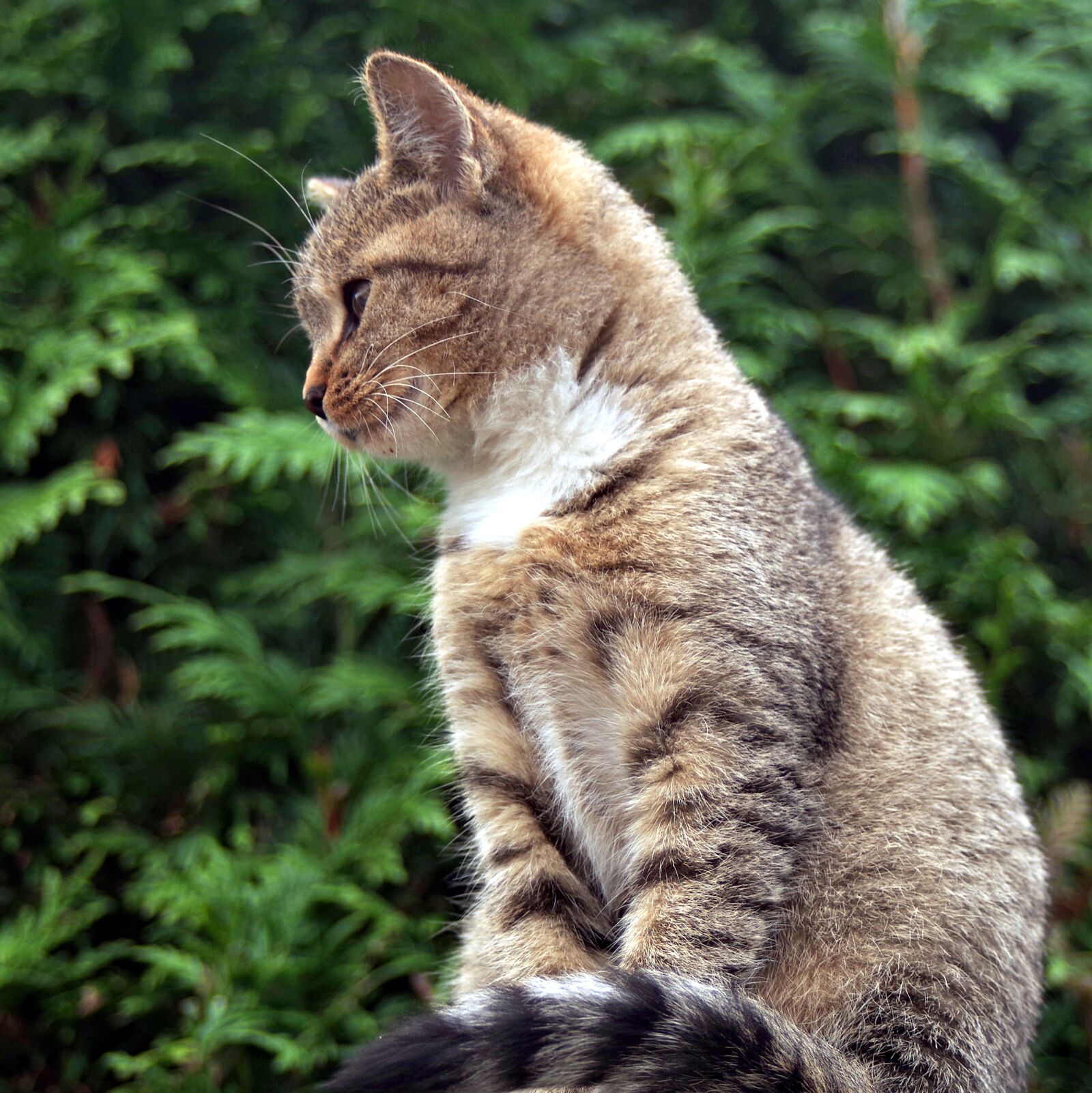 Pentax K-S2 sample photo. Kitten, young, the fence photography