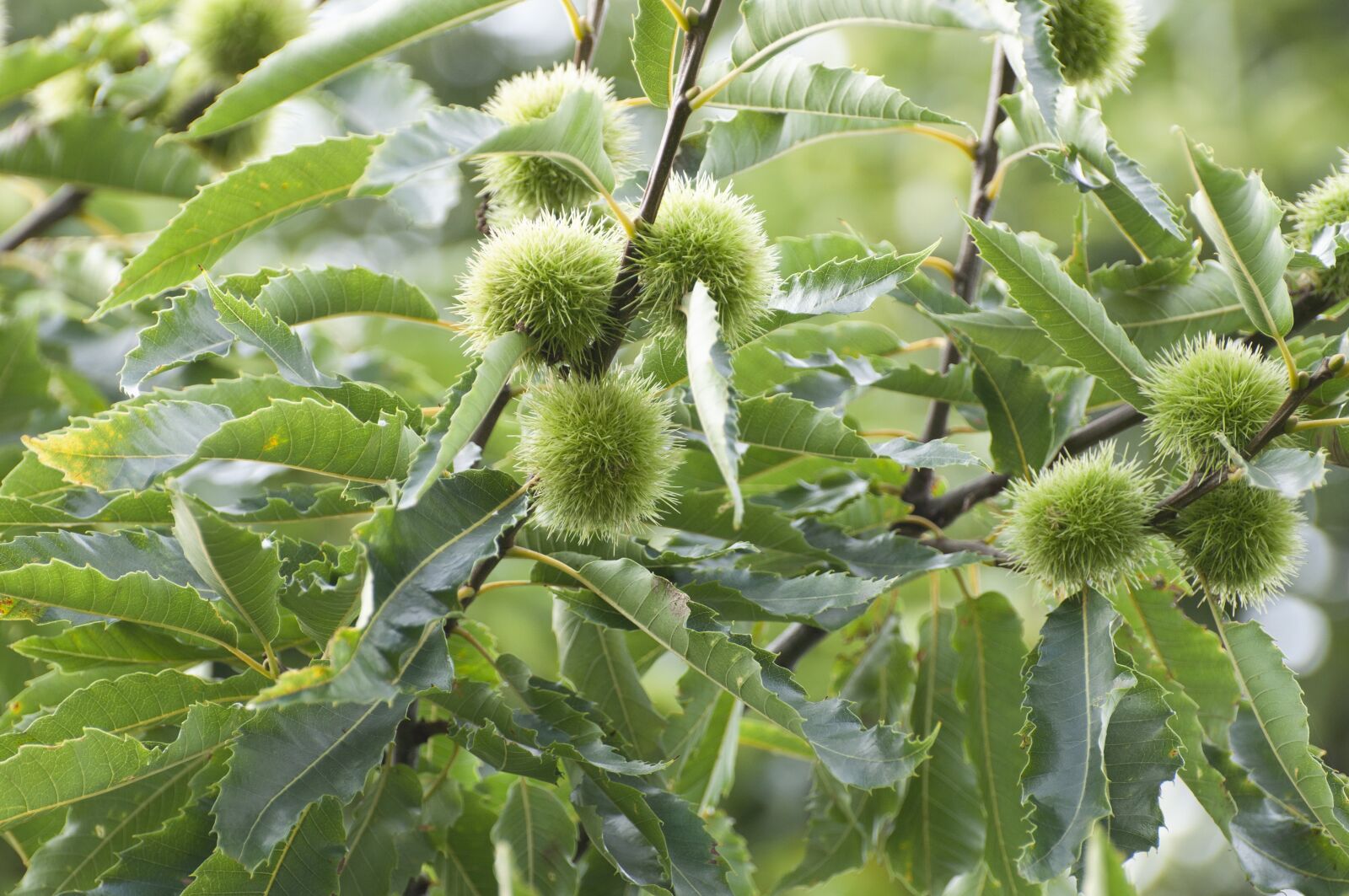 Nikon D90 sample photo. Chestnut, tree, foliage photography