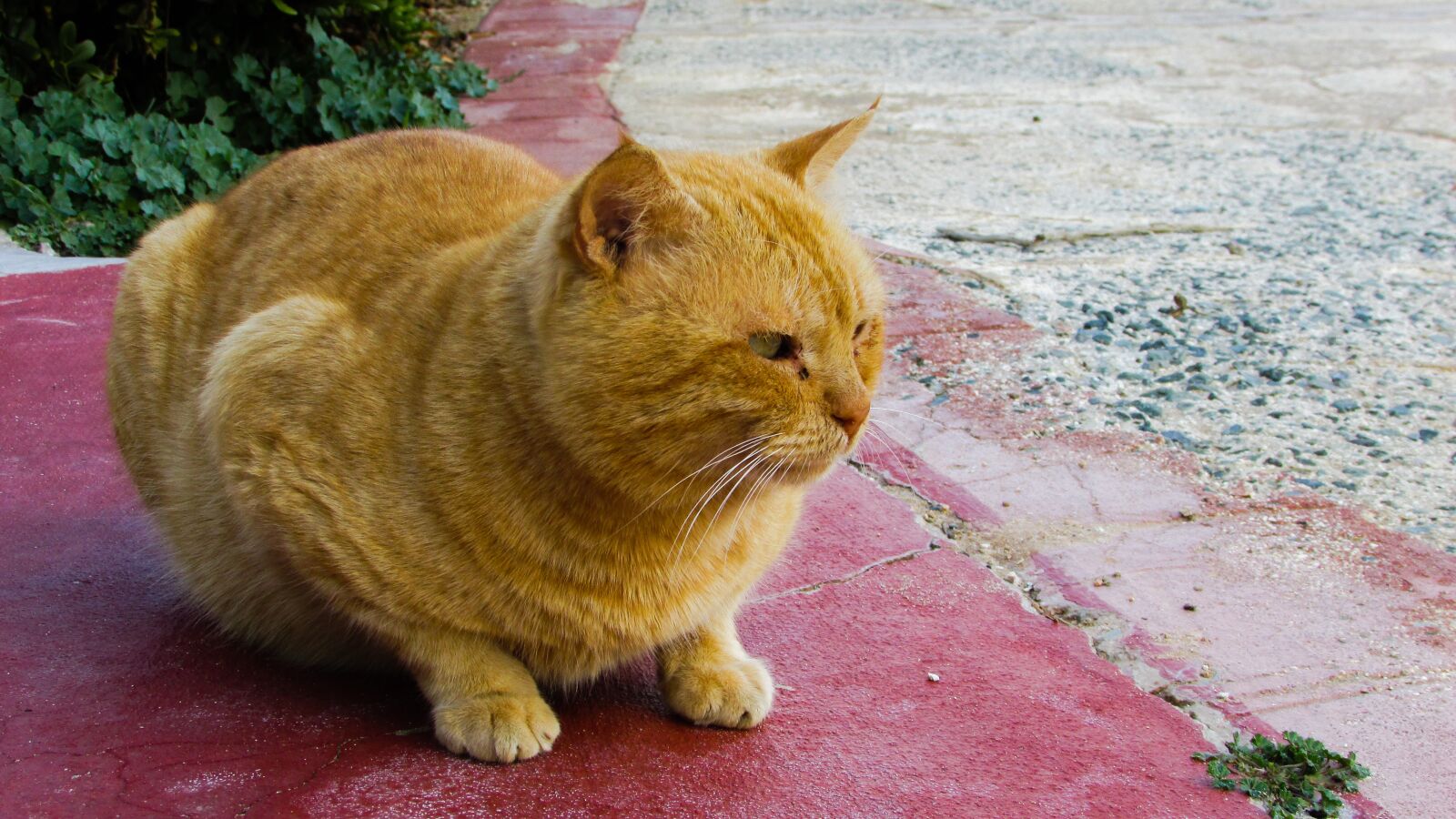 Canon PowerShot SX400 IS sample photo. Cat, stray, red photography