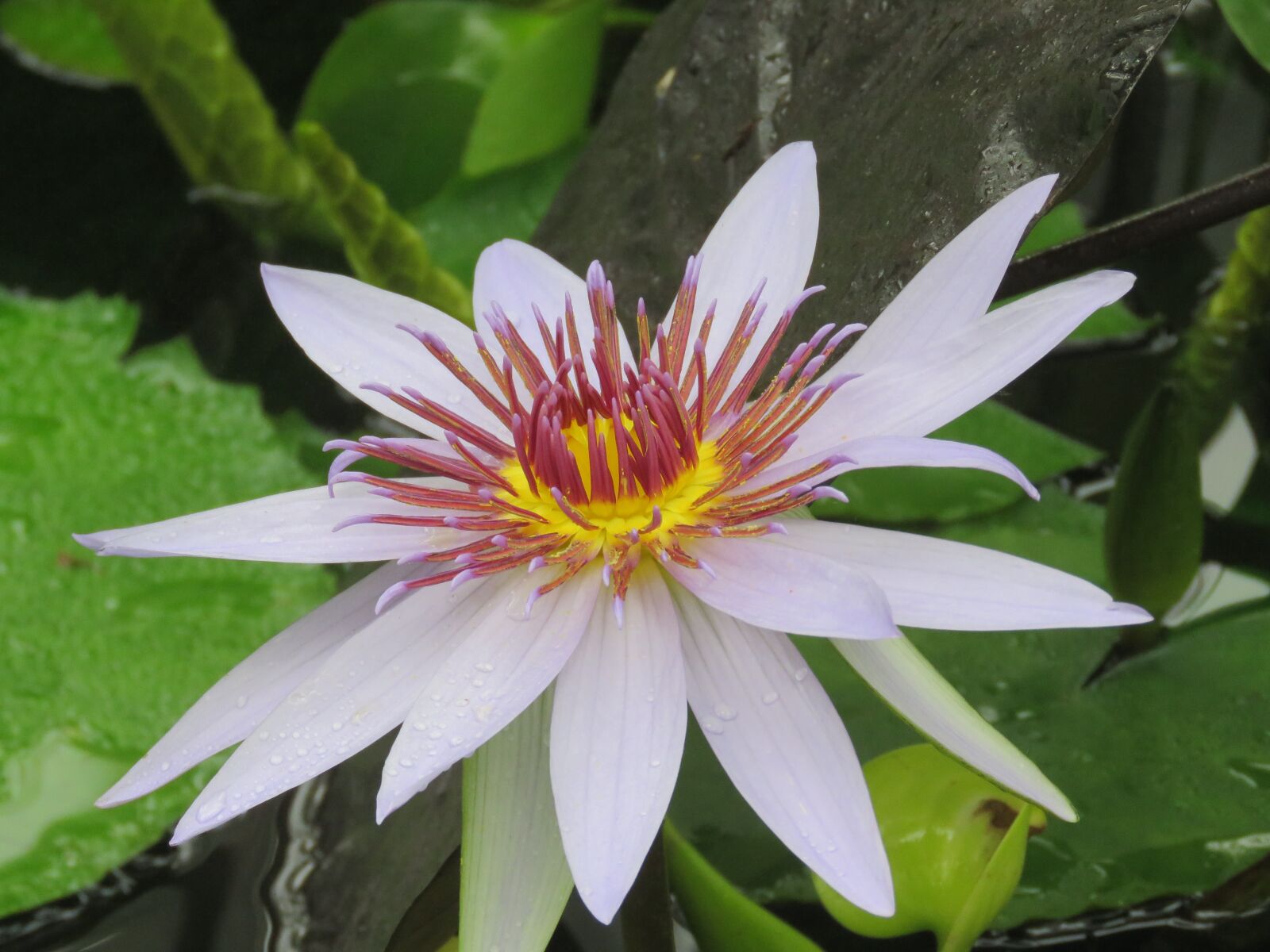 Canon PowerShot SX60 HS sample photo. Flower, bloom, blossom photography