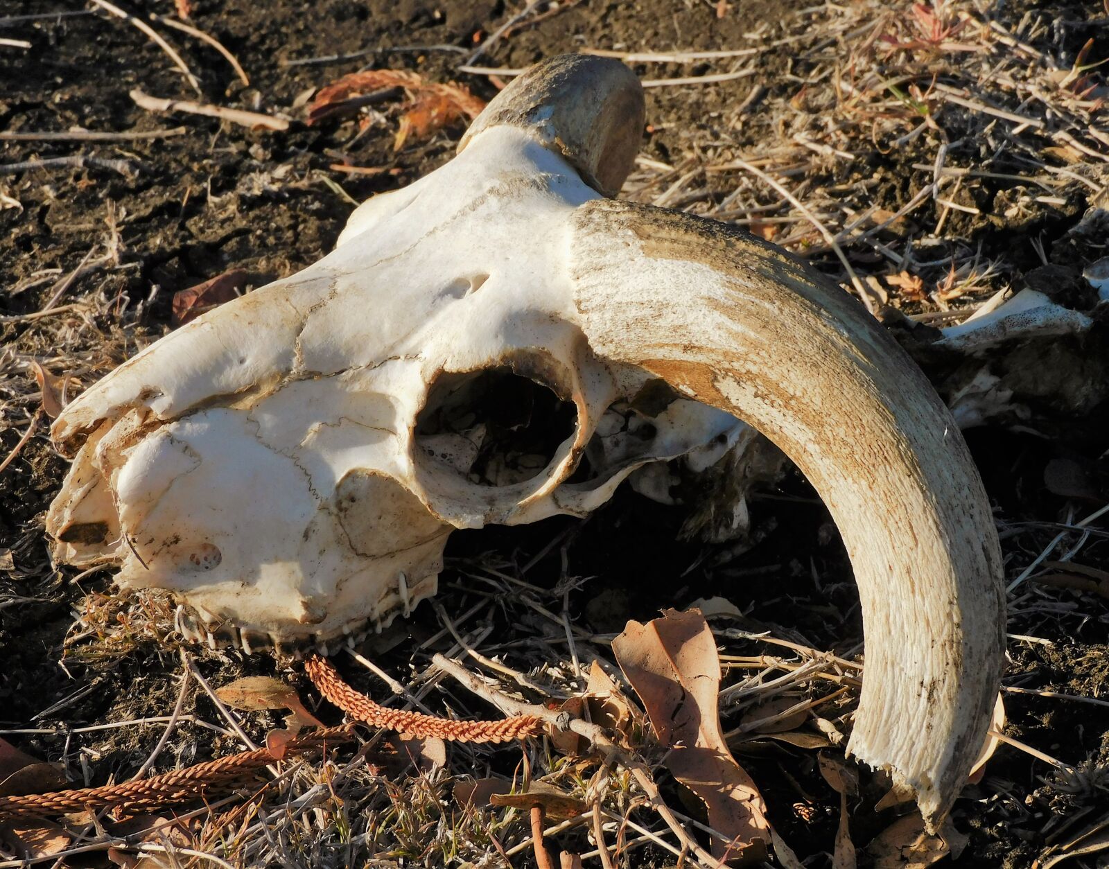 Nikon Coolpix B600 sample photo. Skull, animal, bone photography