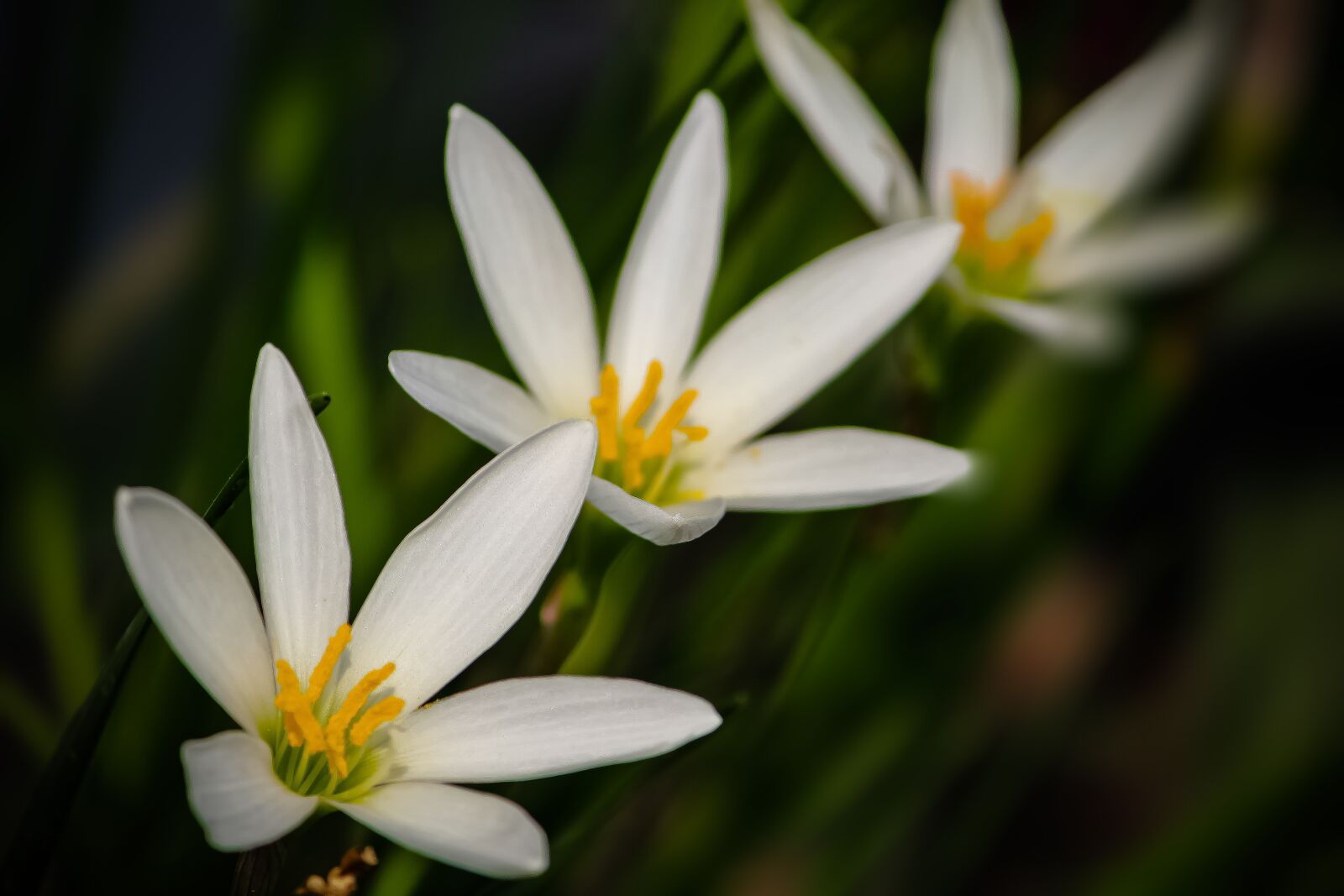 Canon EF-S 55-250mm F4-5.6 IS II sample photo. White lily, lily, flower photography